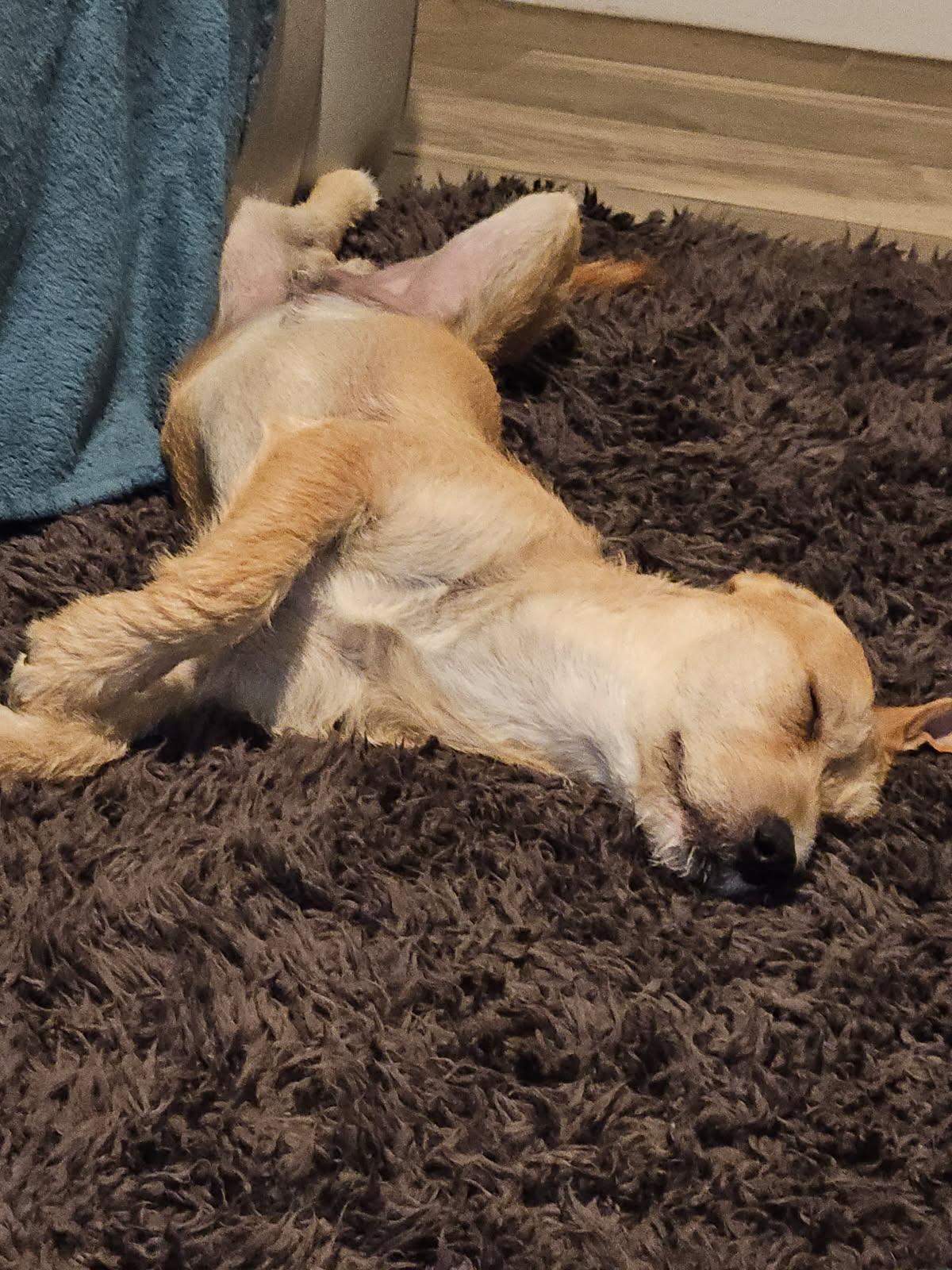 Enlarge Sunny/ Enzo, a Adopted mixed breed in Phoenix, AZ image 2/6