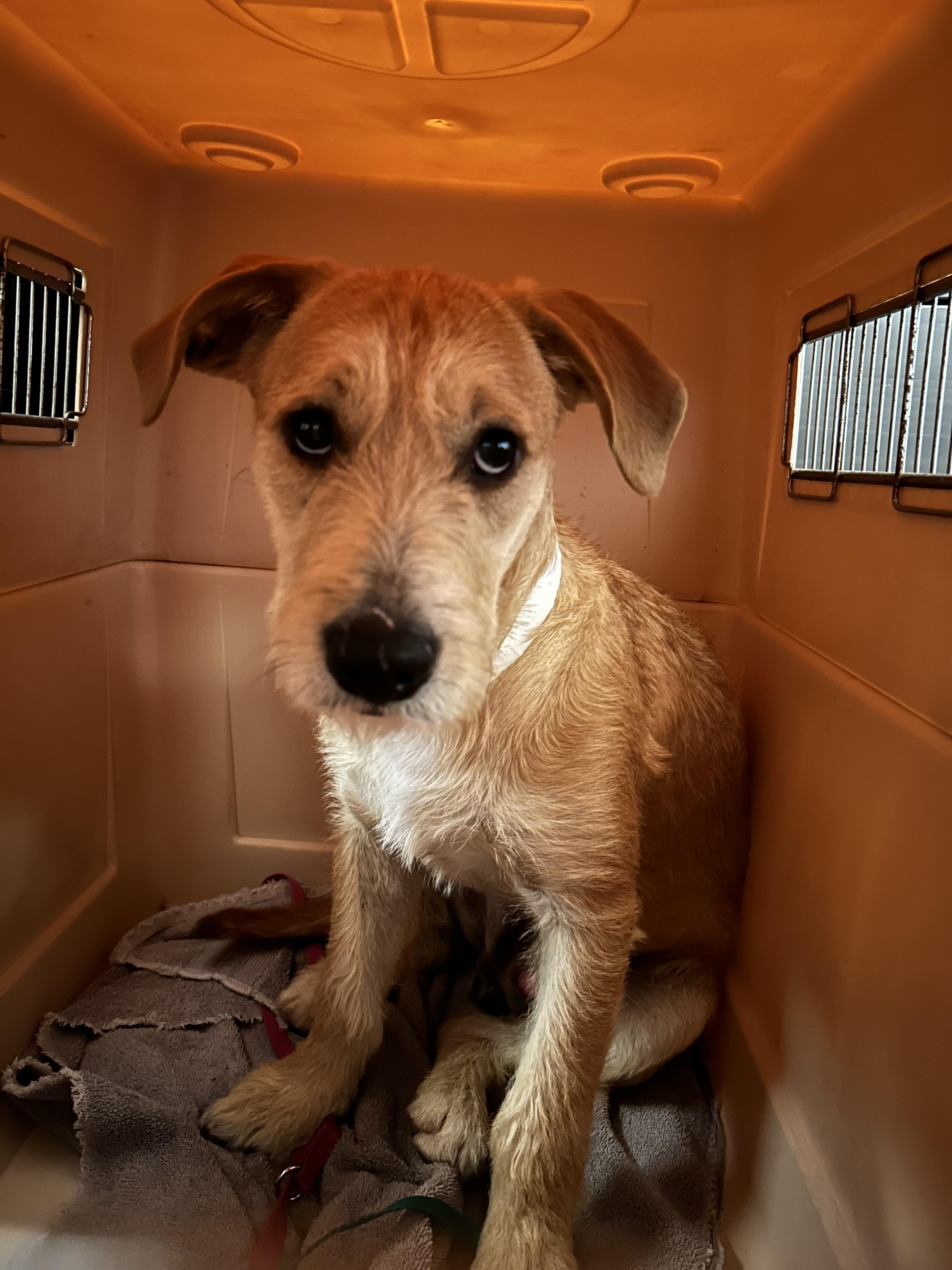 Enlarge Sunny/ Enzo, a Adopted mixed breed in Phoenix, AZ image 3/6