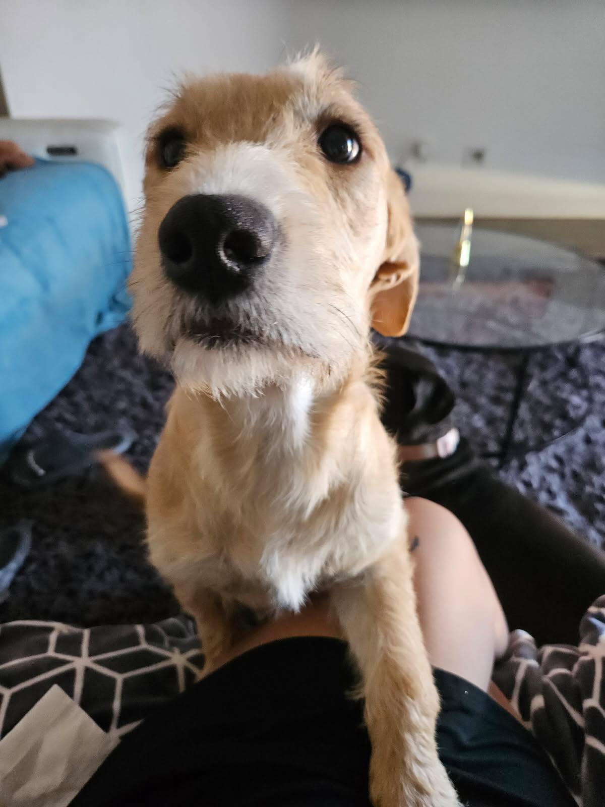 Enlarge Sunny/ Enzo, a Adopted mixed breed in Phoenix, AZ image 4/6