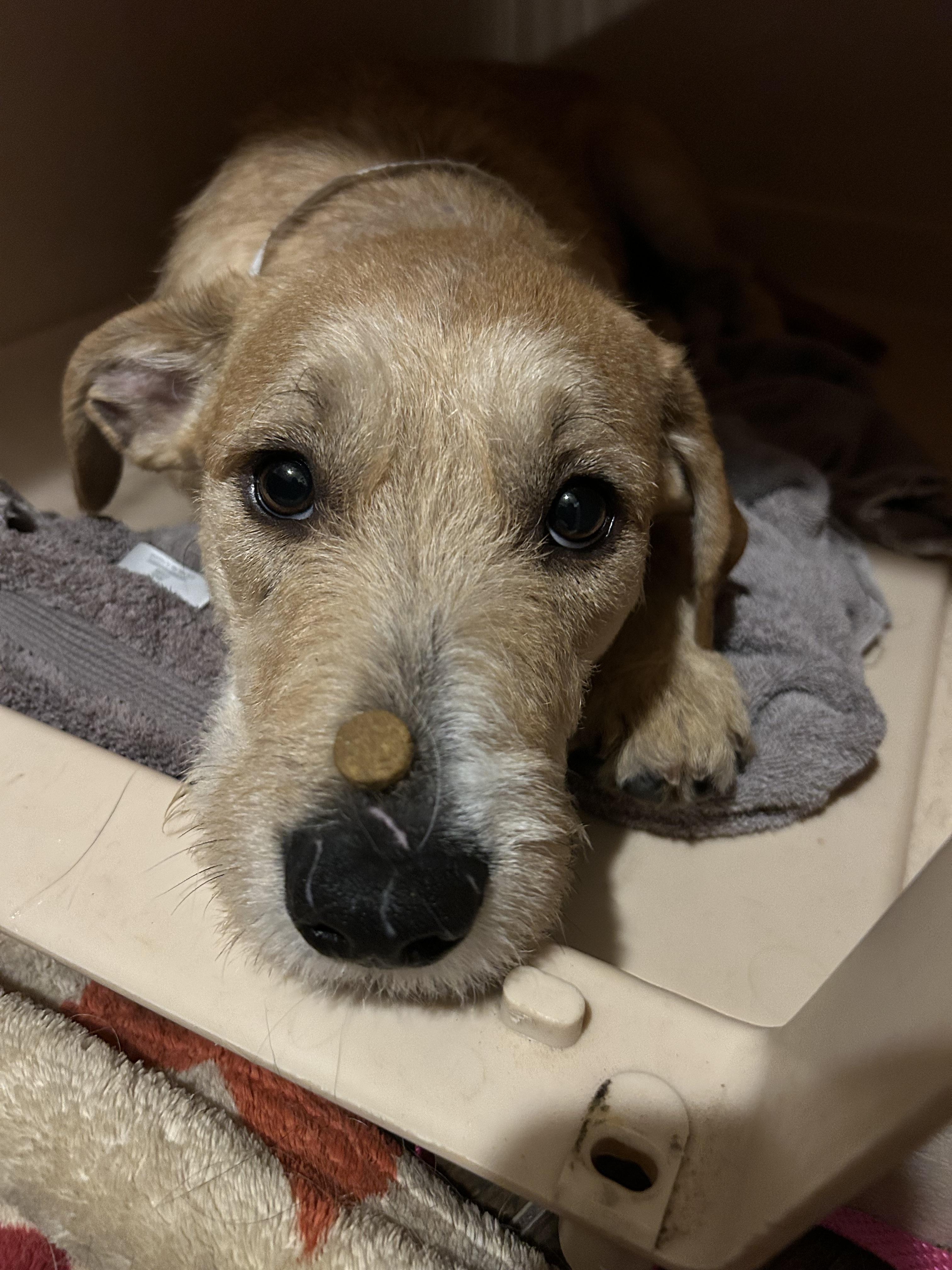 Enlarge Sunny/ Enzo, a Adopted mixed breed in Phoenix, AZ image 5/6