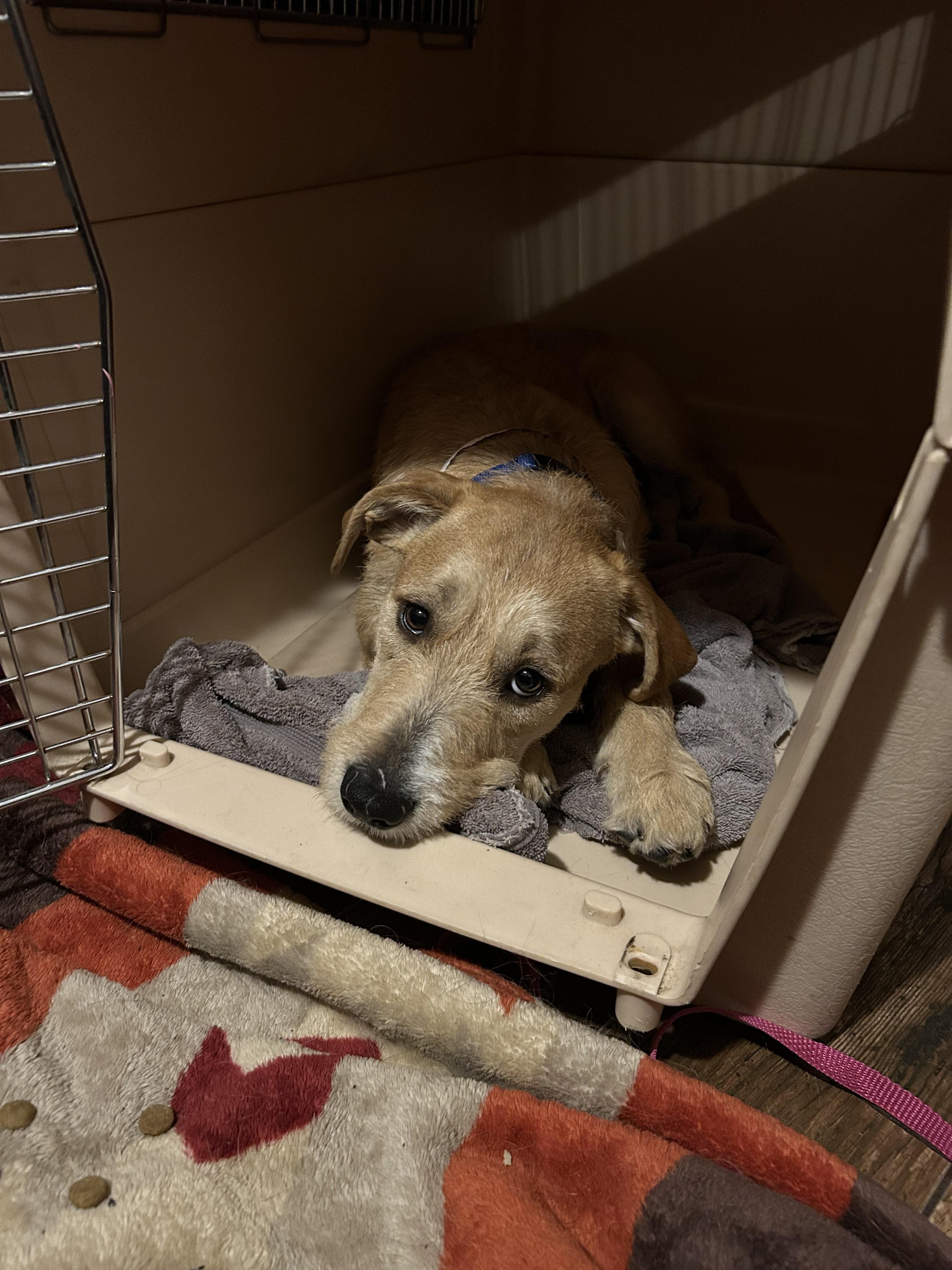 Enlarge Sunny/ Enzo, a Adopted mixed breed in Phoenix, AZ image 6/6