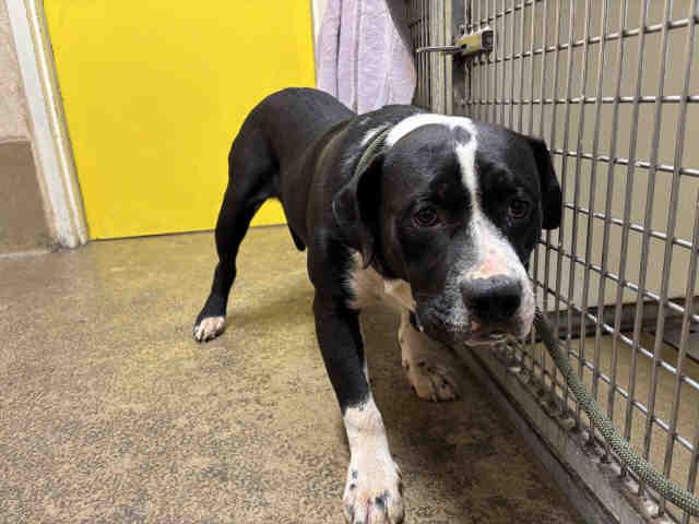 Enlarge JELLY, a Adoptable Pit Bull Terrier in Bonita, CA image 1/1