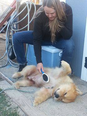 Max, a Adoptable mixed breed in Sacramento, CA image 2/11