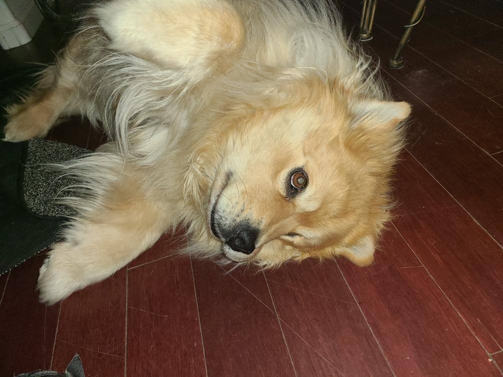 Max, a Adoptable mixed breed in Sacramento, CA image 3/11