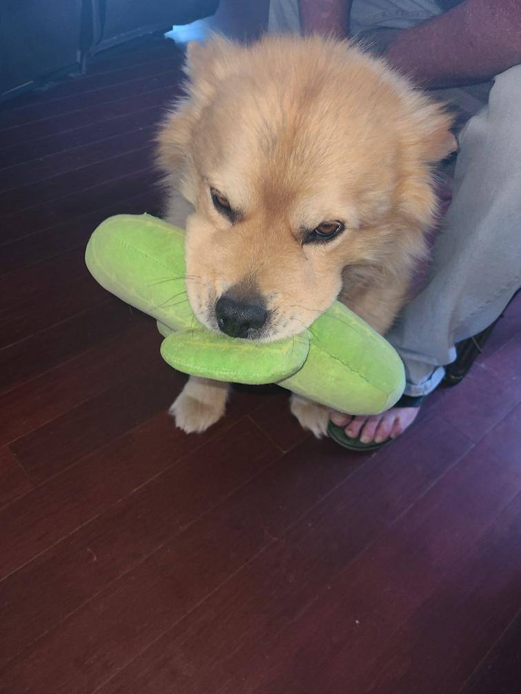 Max, a Adoptable mixed breed in Sacramento, CA image 4/11