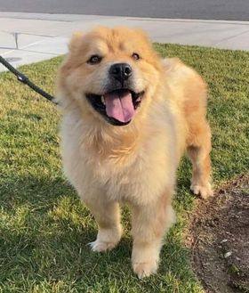 Max, a Adoptable mixed breed in Sacramento, CA image 5/11