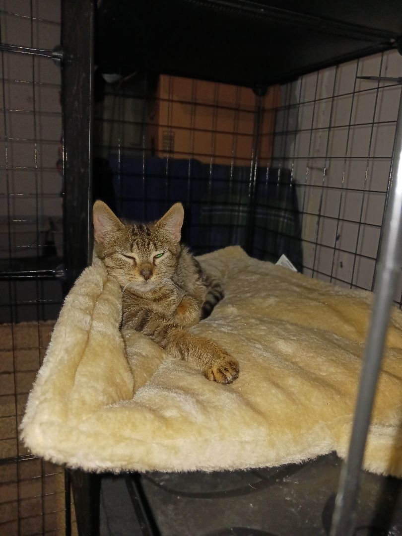 Enlarge Sugar cookie, a Adoptable Domestic Short Hair in Nanticoke, PA image 2/6