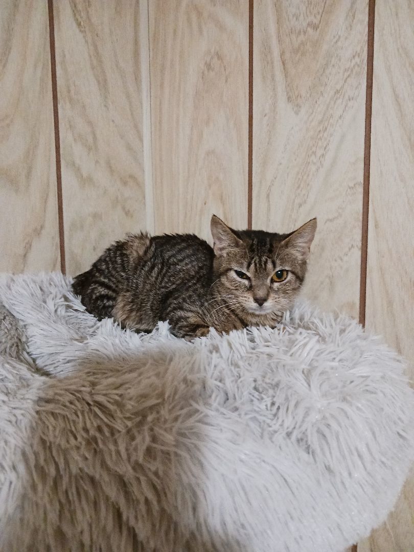 Enlarge Sugar cookie, a Adoptable Domestic Short Hair in Nanticoke, PA image 4/6