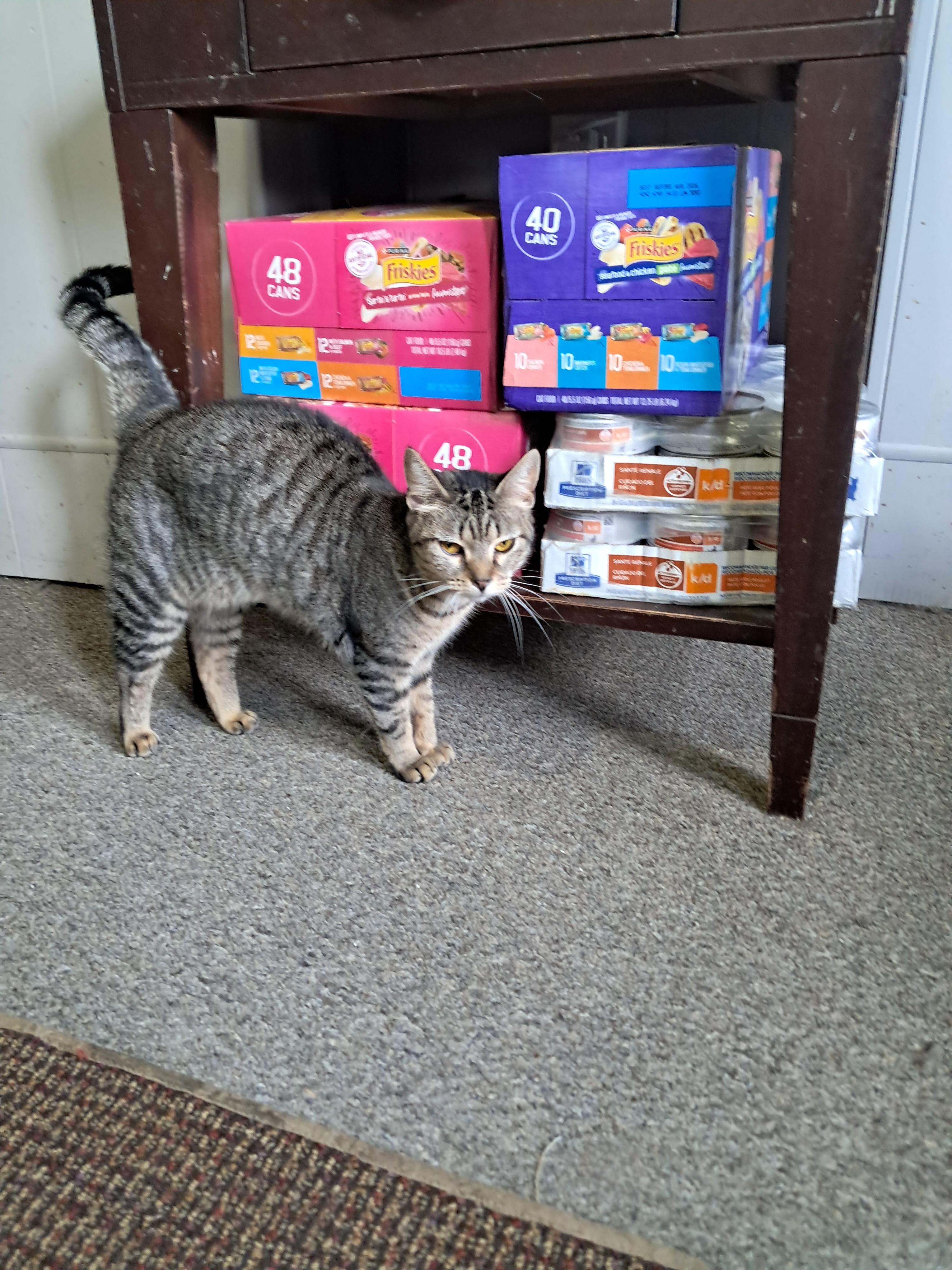 Sugar cookie, Adoptable, Adult Female Domestic Short Hair.