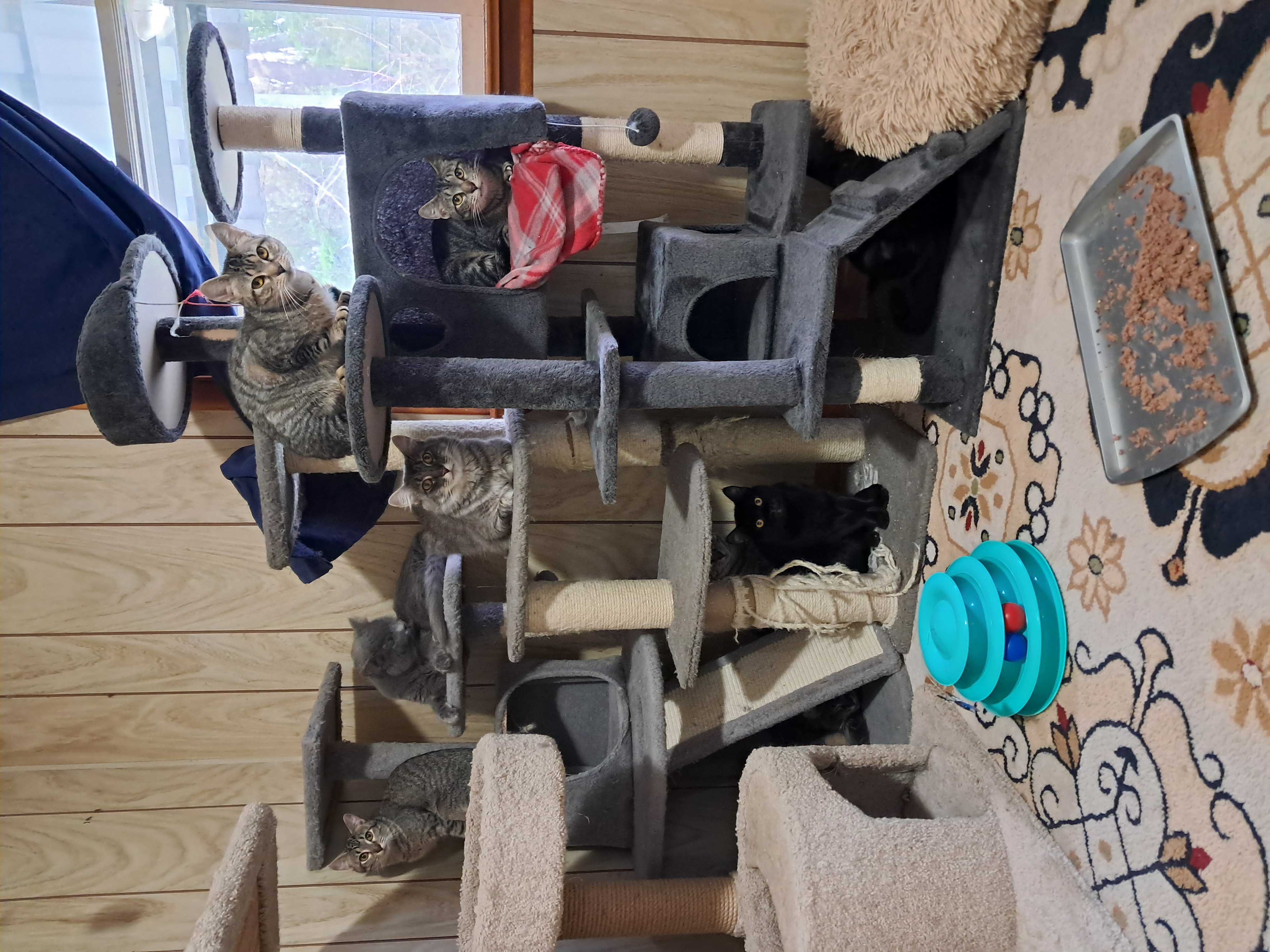 Enlarge Sugar cookie, a Adoptable Domestic Short Hair in Nanticoke, PA image 6/6