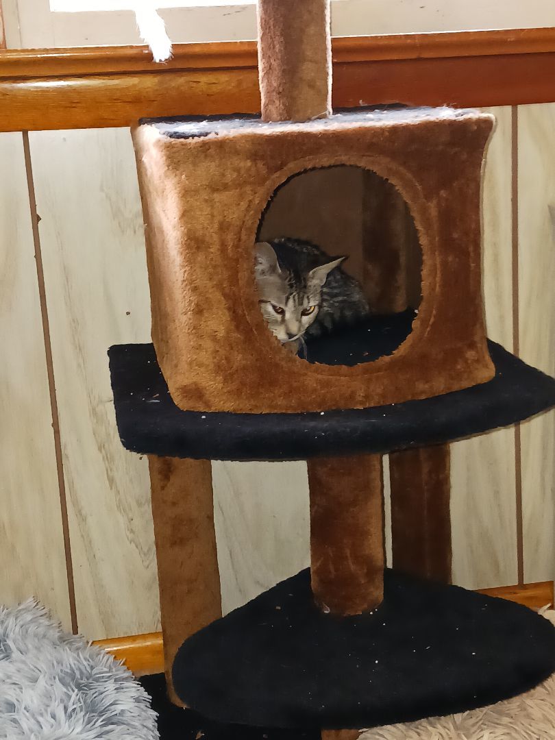 Enlarge Sugar cookie, a Adoptable Domestic Short Hair in Nanticoke, PA image 5/6