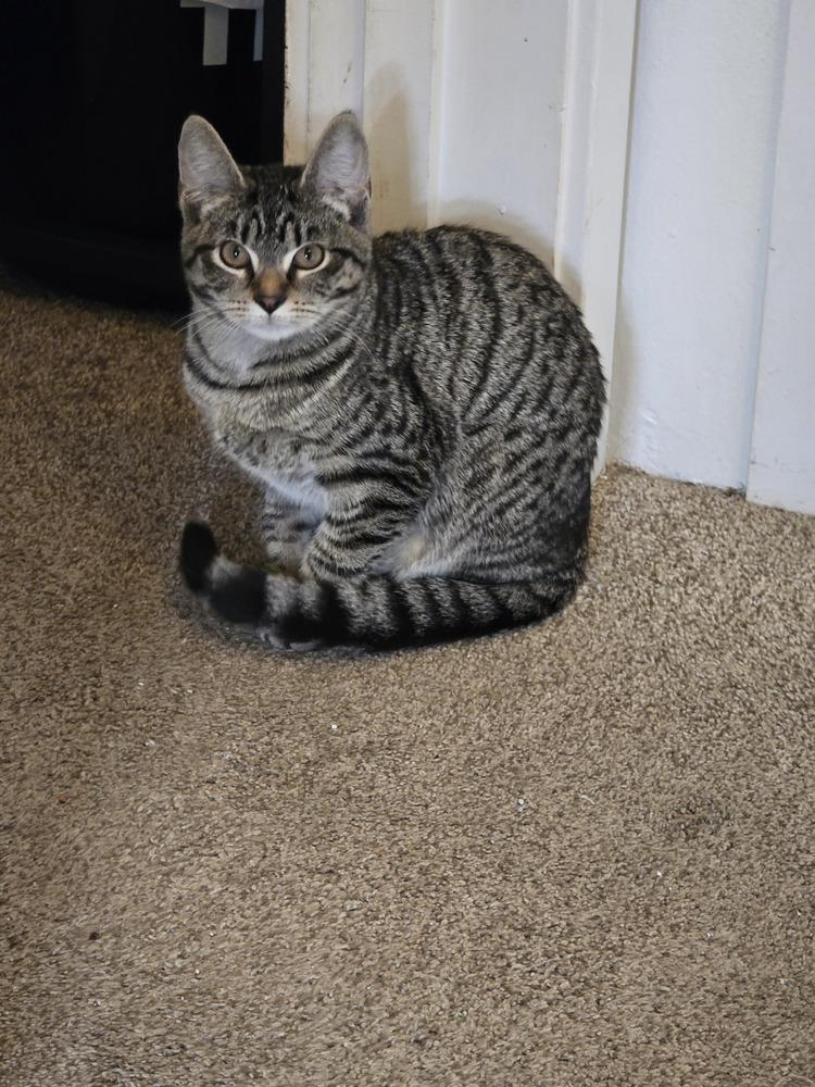 Enlarge Athena, a Adoptable mixed breed in Bellingham, WA image 3/4