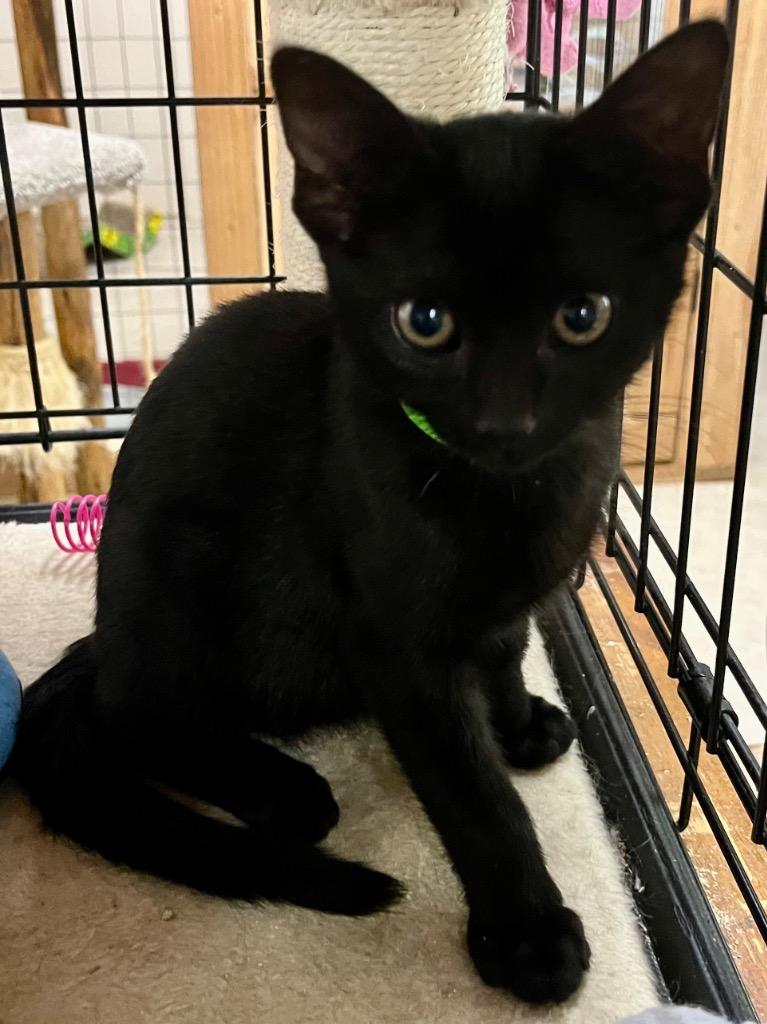 Enlarge Agatha K, a Adoptable mixed breed in Sherwood, OR image 1/1