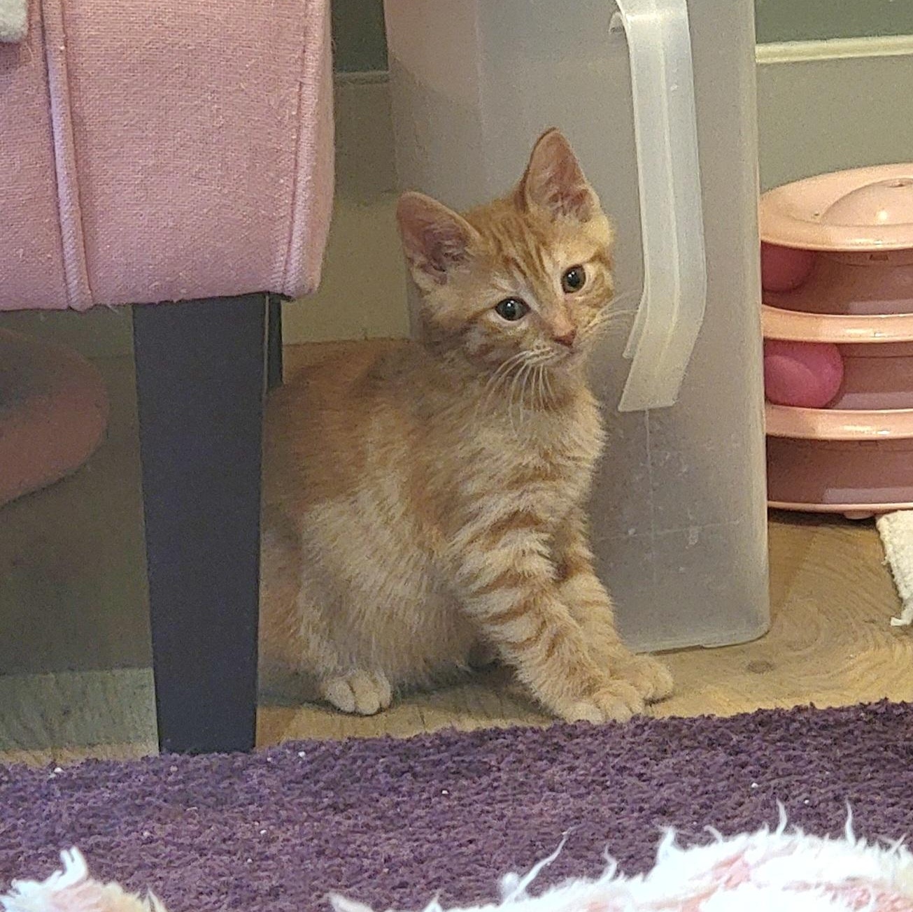 Frack Adopted 9.6.26, a ADOPTABLE Domestic Short Hair in Wyandotte, MI image 6/6