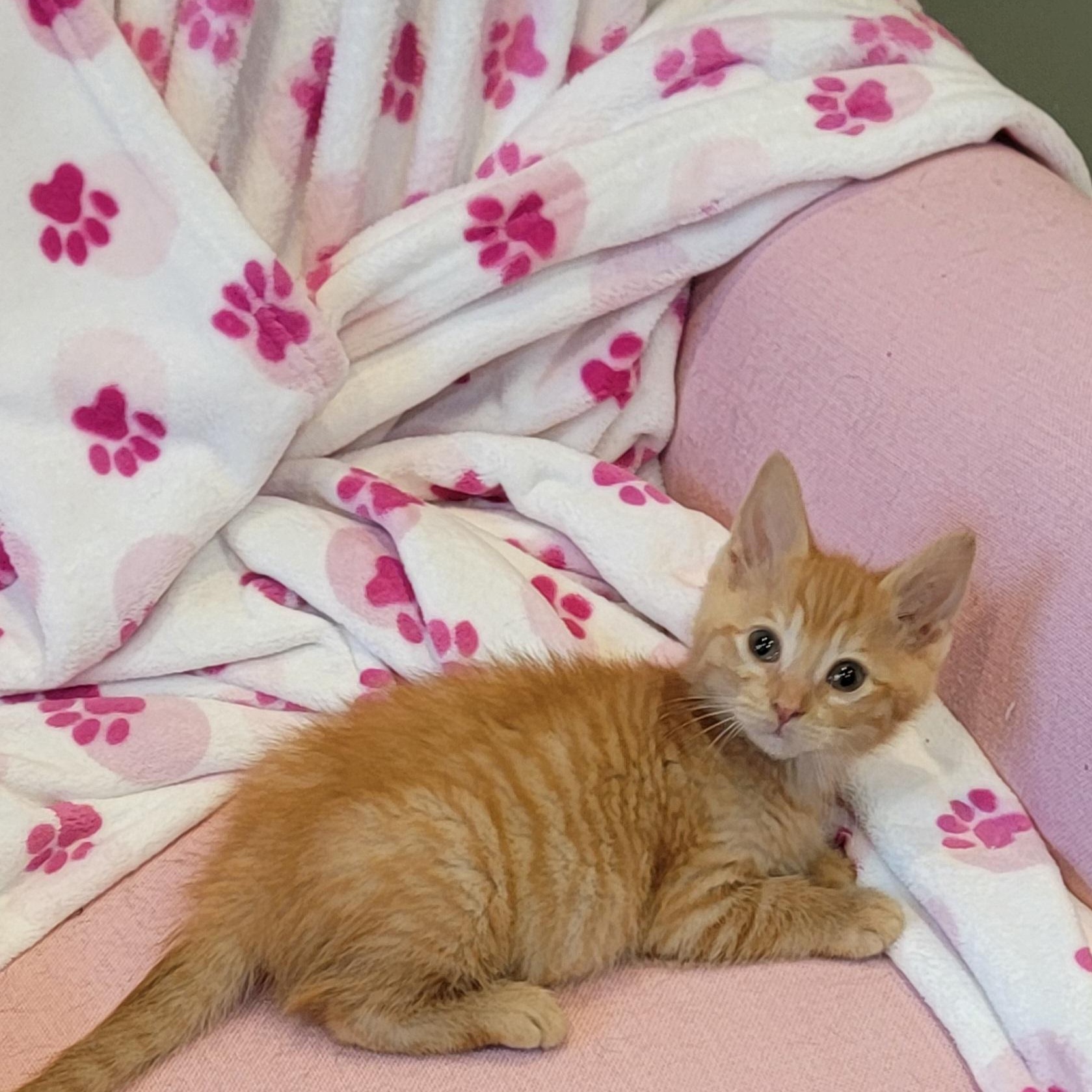 Frack Adopted 9.6.26, a ADOPTABLE Domestic Short Hair in Wyandotte, MI image 3/6