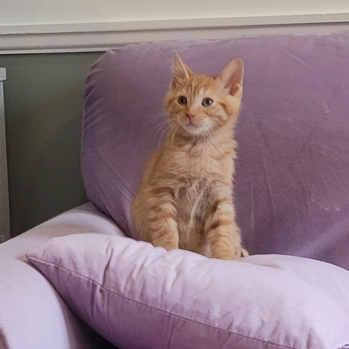 Frack Adopted 9.6.26, a ADOPTABLE Domestic Short Hair in Wyandotte, MI image 4/6