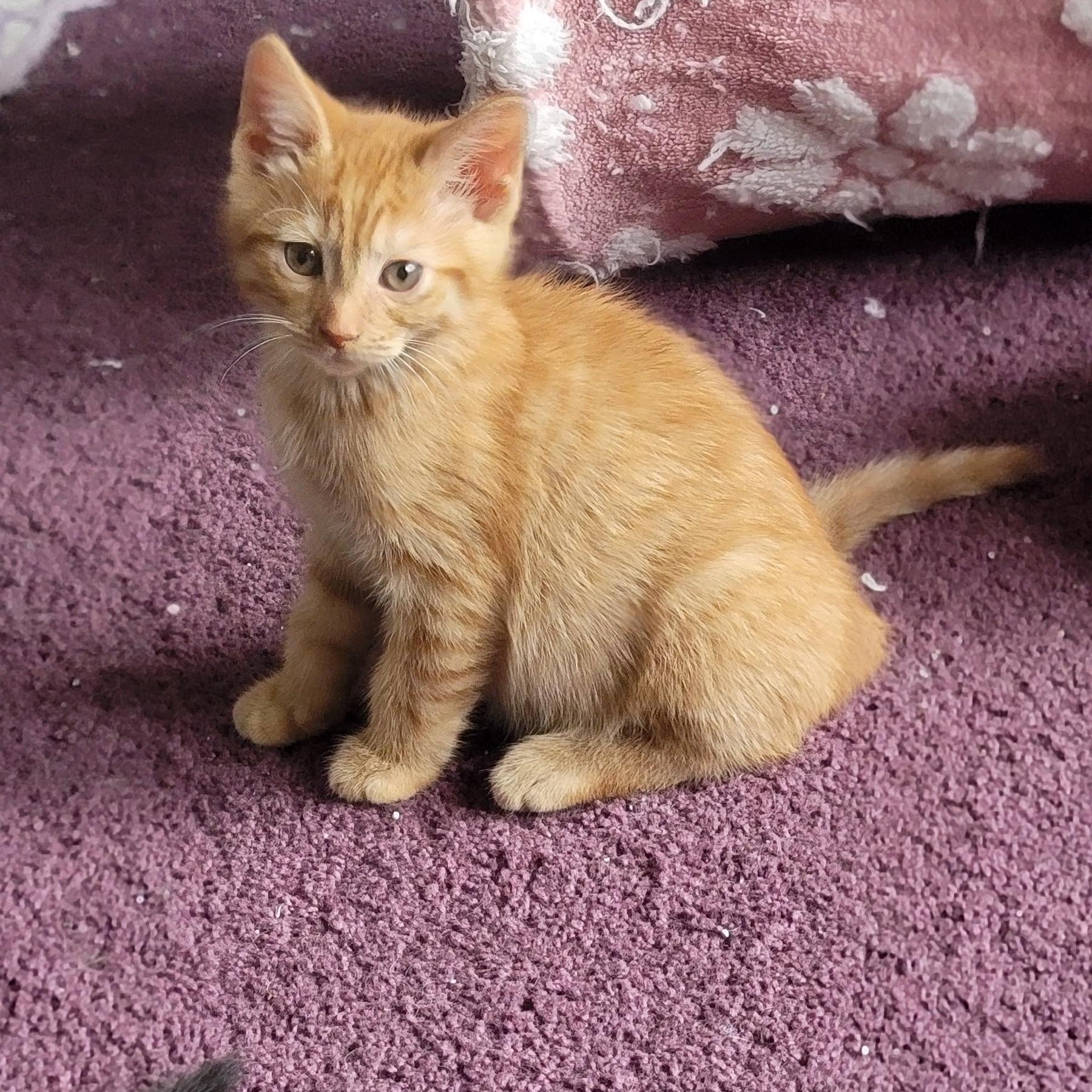 Frack Adopted 9.6.26, ADOPTABLE, Kitten Male Domestic Short Hair.