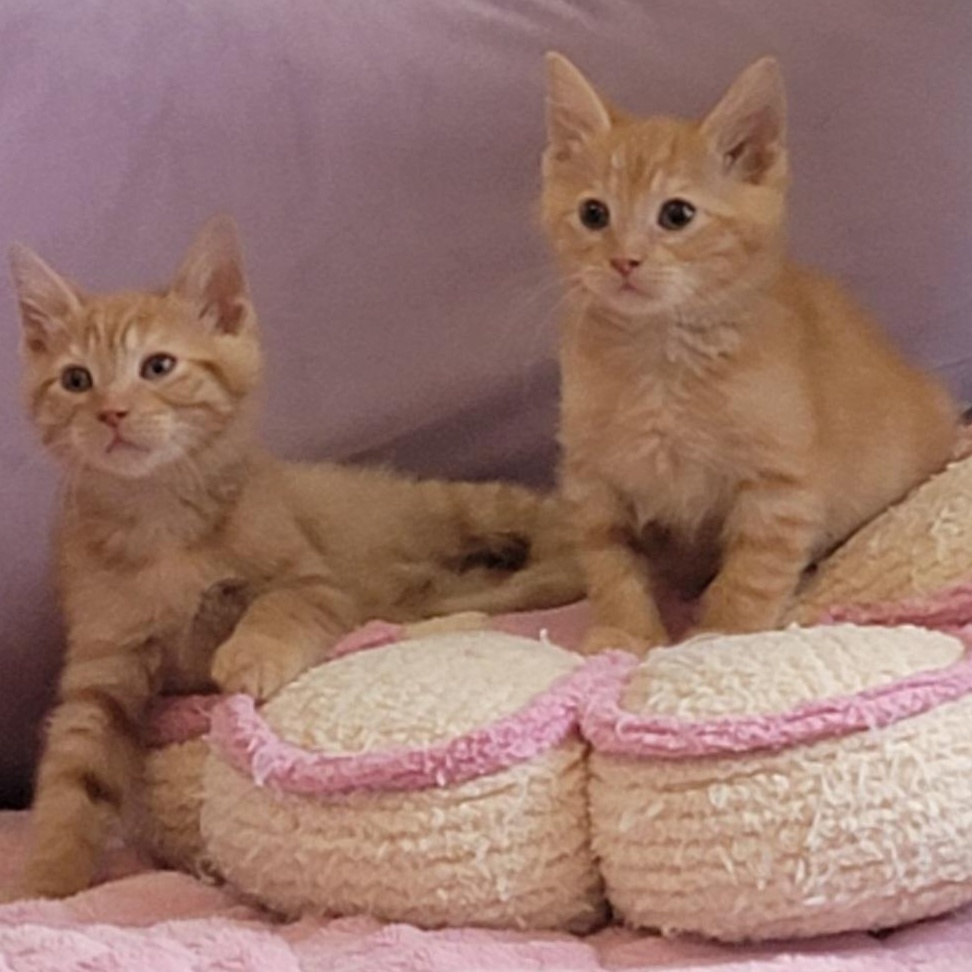 Frack Adopted 9.6.26, a ADOPTABLE Domestic Short Hair in Wyandotte, MI image 2/6