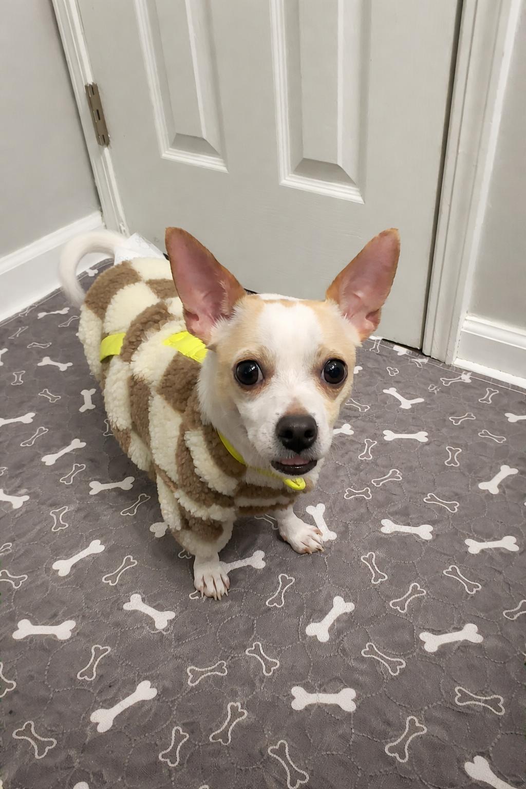 Bronco, Adopted, Adult Male Chihuahua.