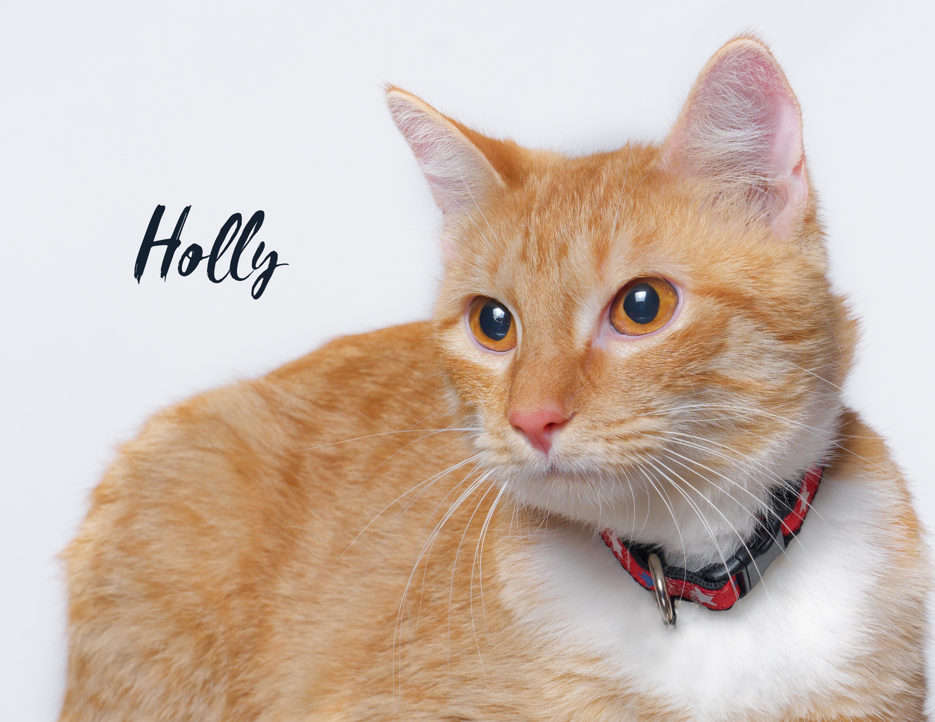Holly, ADOPTABLE, Young Female Tabby & Domestic Short Hair.