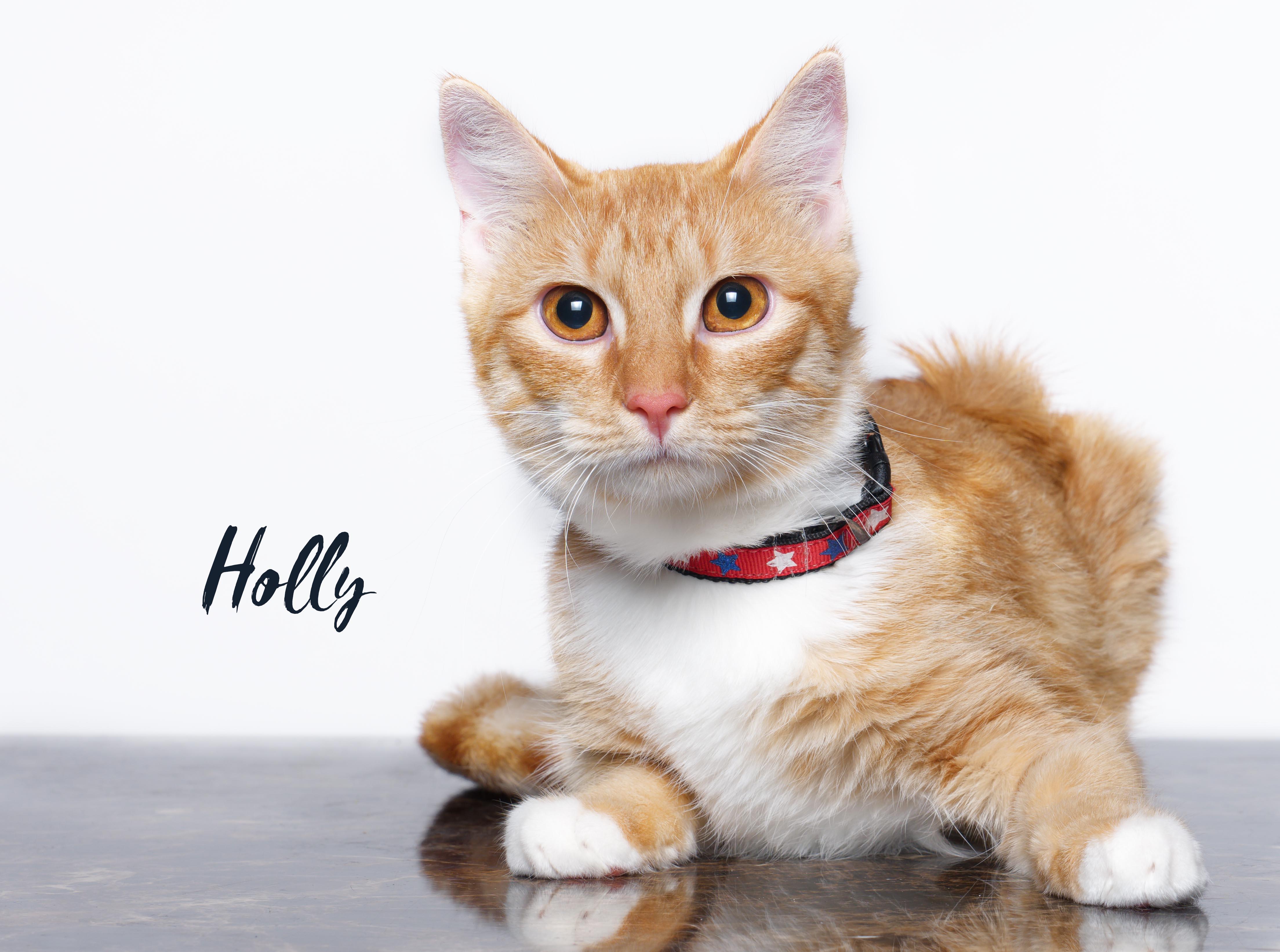 Enlarge Holly, a ADOPTABLE mixed breed in Houston, TX image 3/3