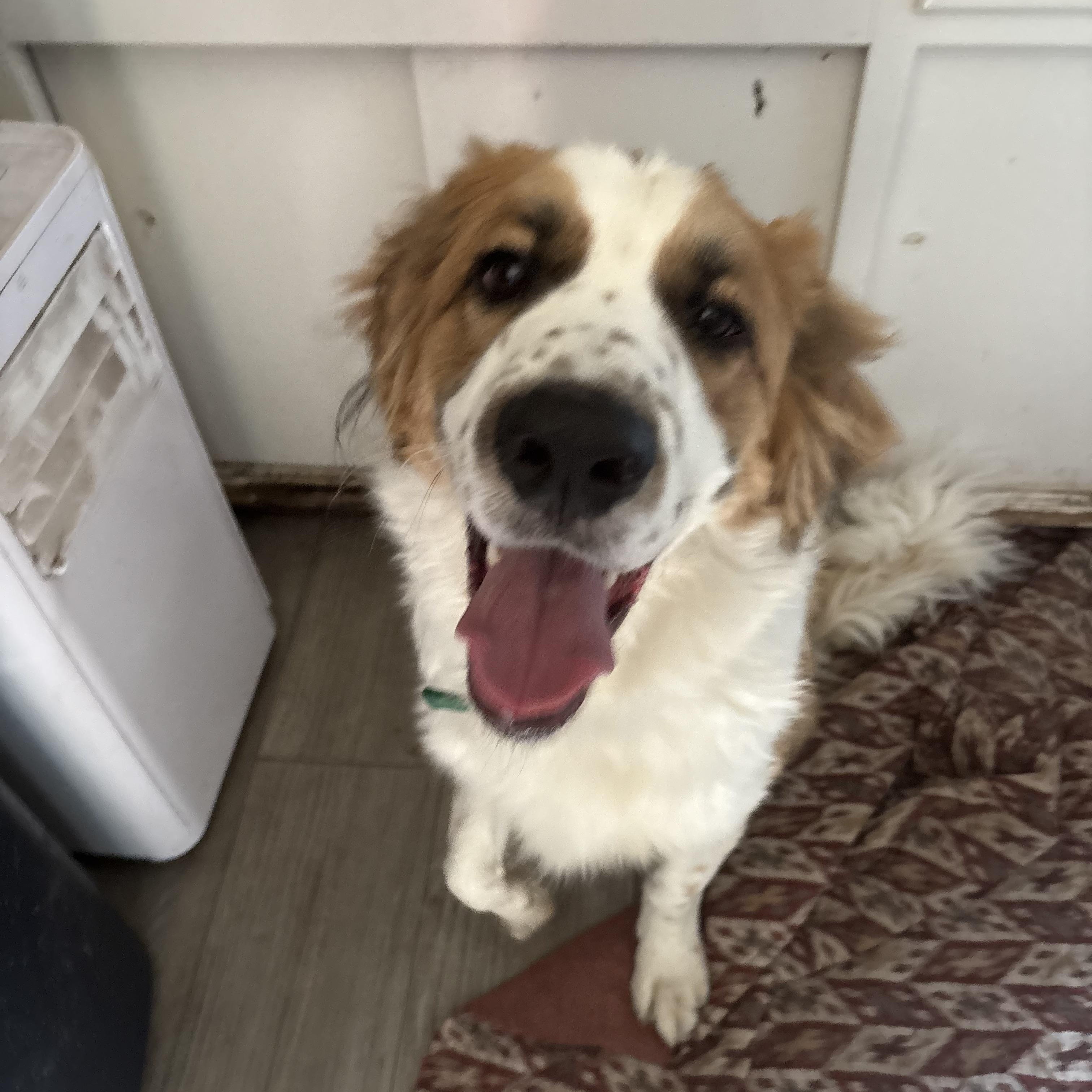 Duke, adopted, Adult Male Saint Bernard & Great Pyrenees.
