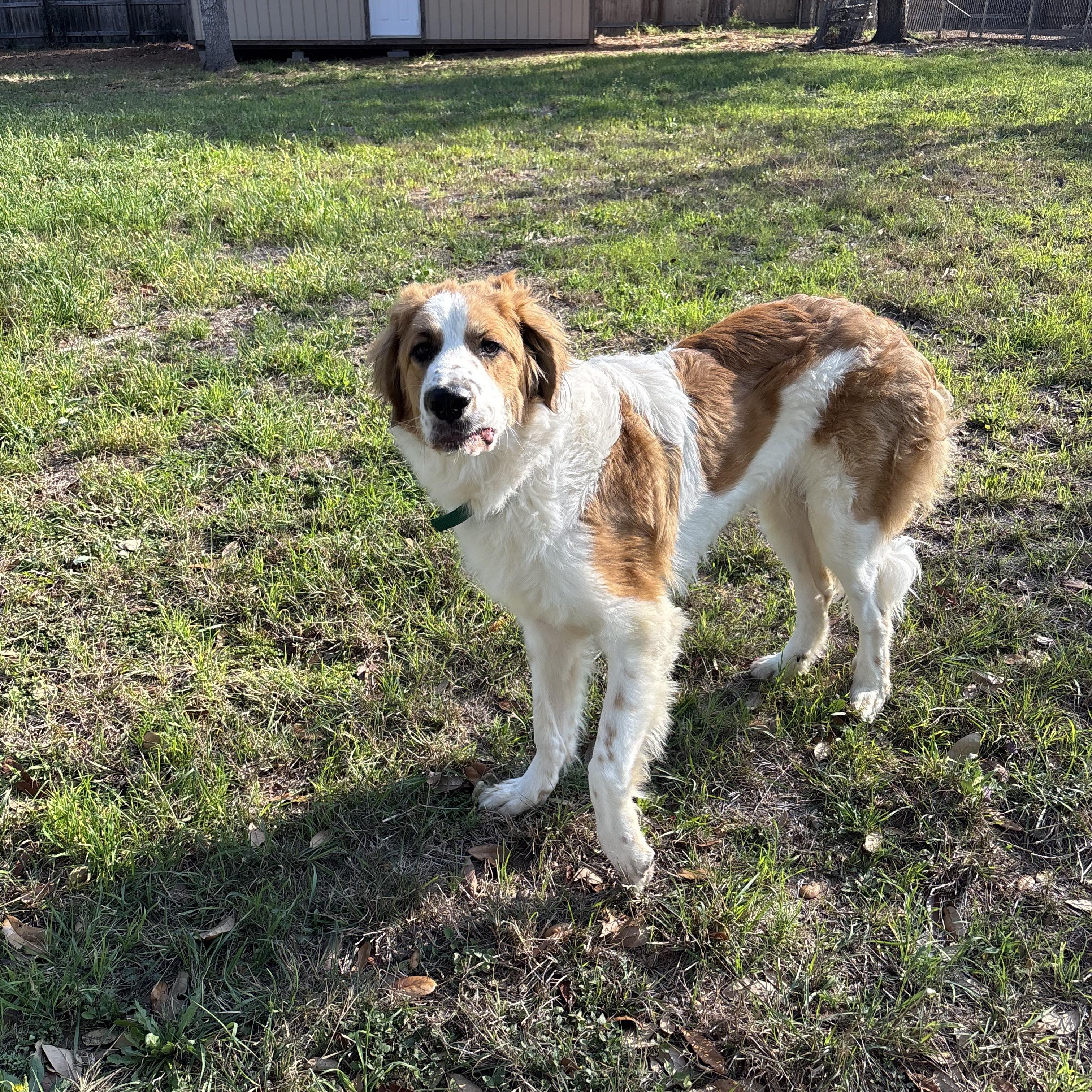 Duke, an adopted mixed breed in Magnolia, TX image 3/3