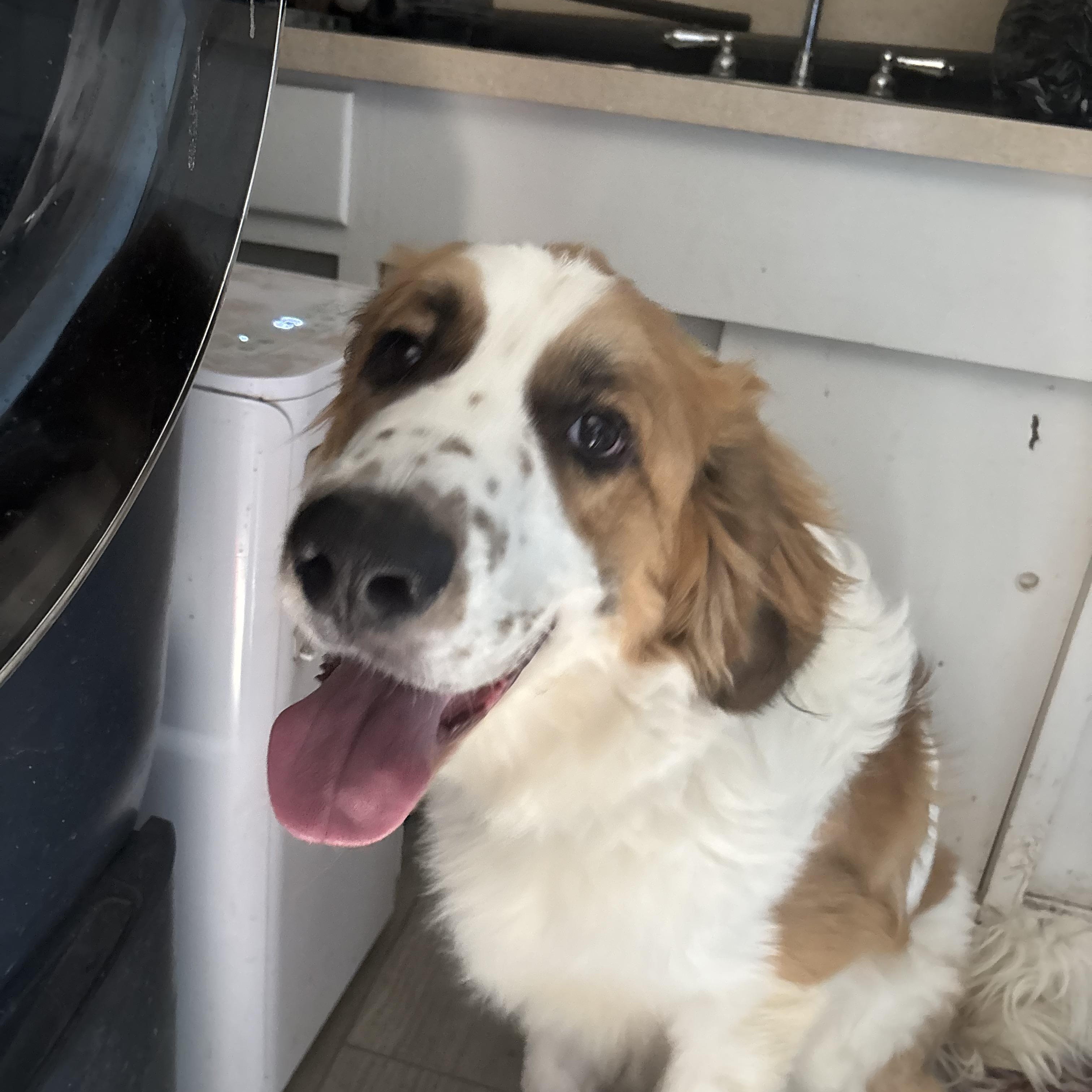Duke, an adopted mixed breed in Magnolia, TX image 2/3