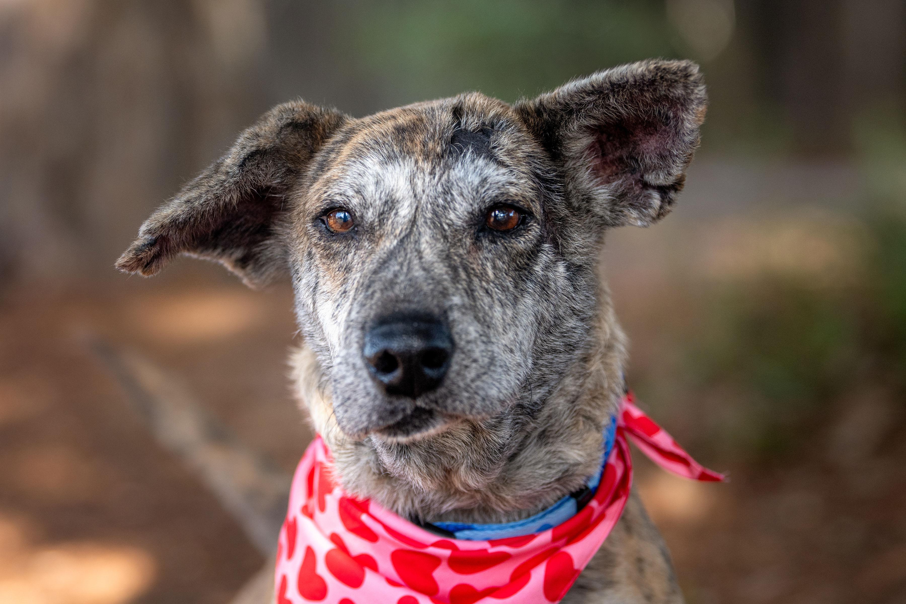 Toast, a ADOPTABLE mixed breed in Santa Rosa, CA image 3/6