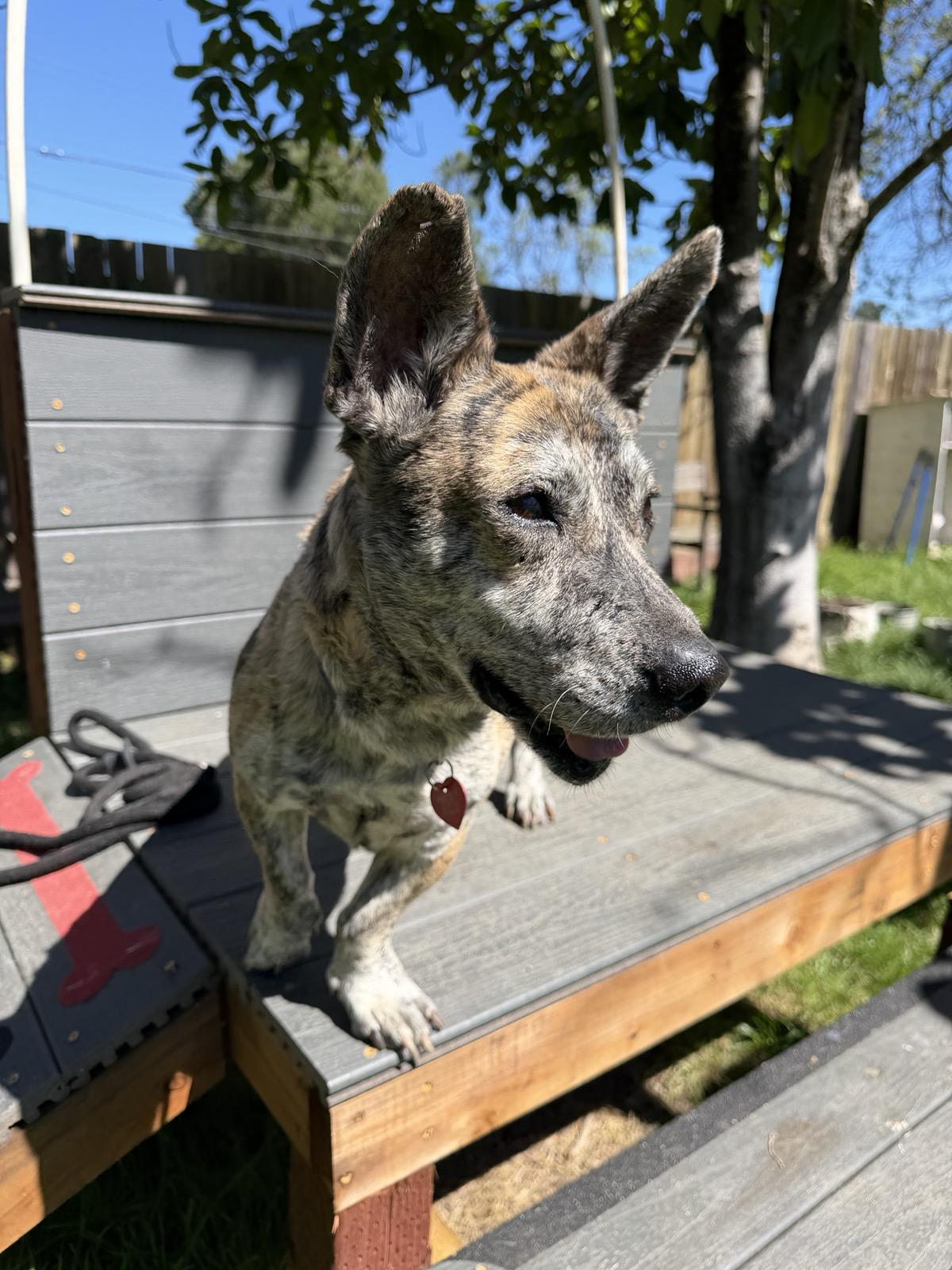 Toast, a ADOPTABLE mixed breed in Santa Rosa, CA image 5/6