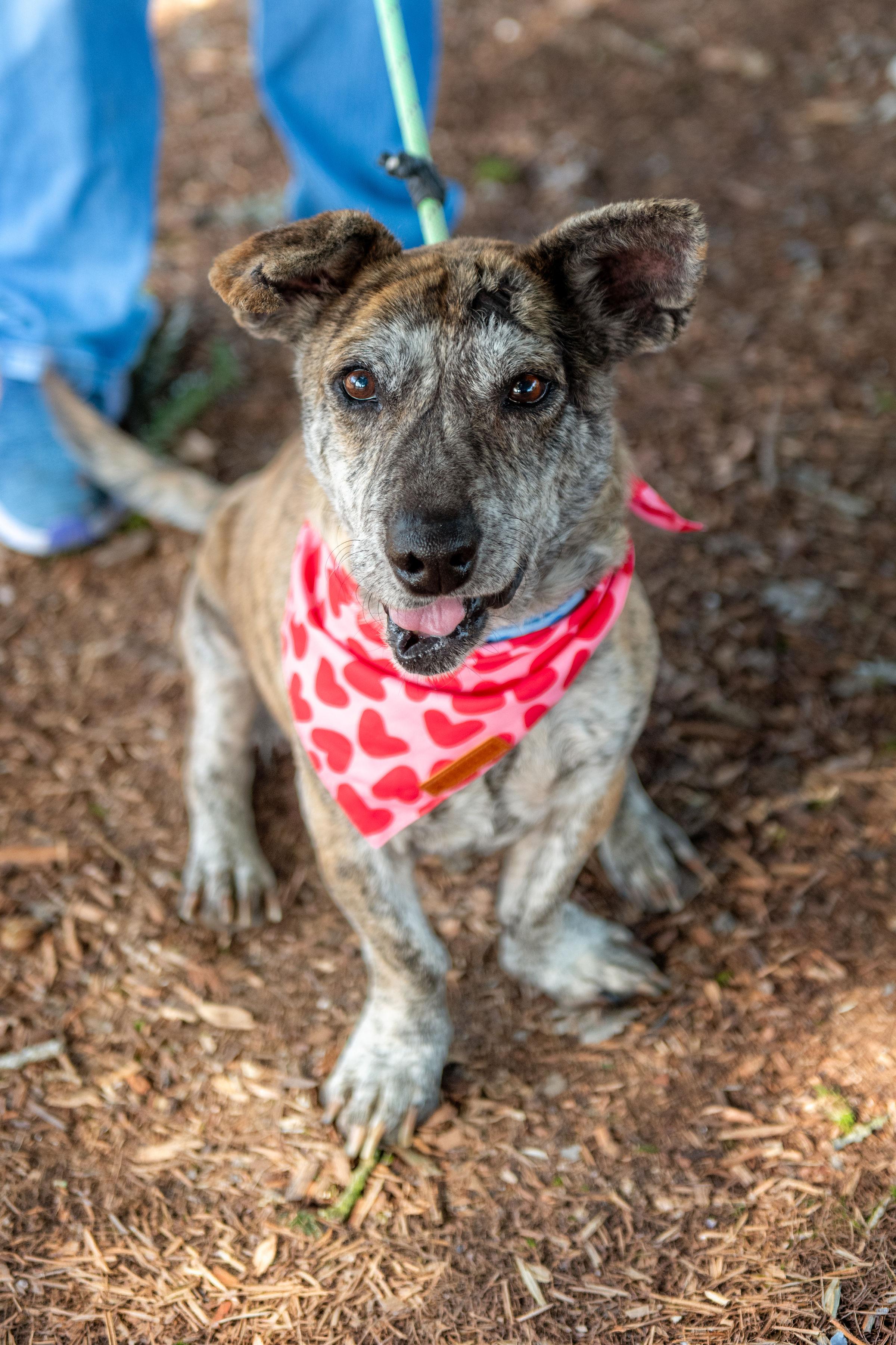 Toast, a ADOPTABLE mixed breed in Santa Rosa, CA image 4/6
