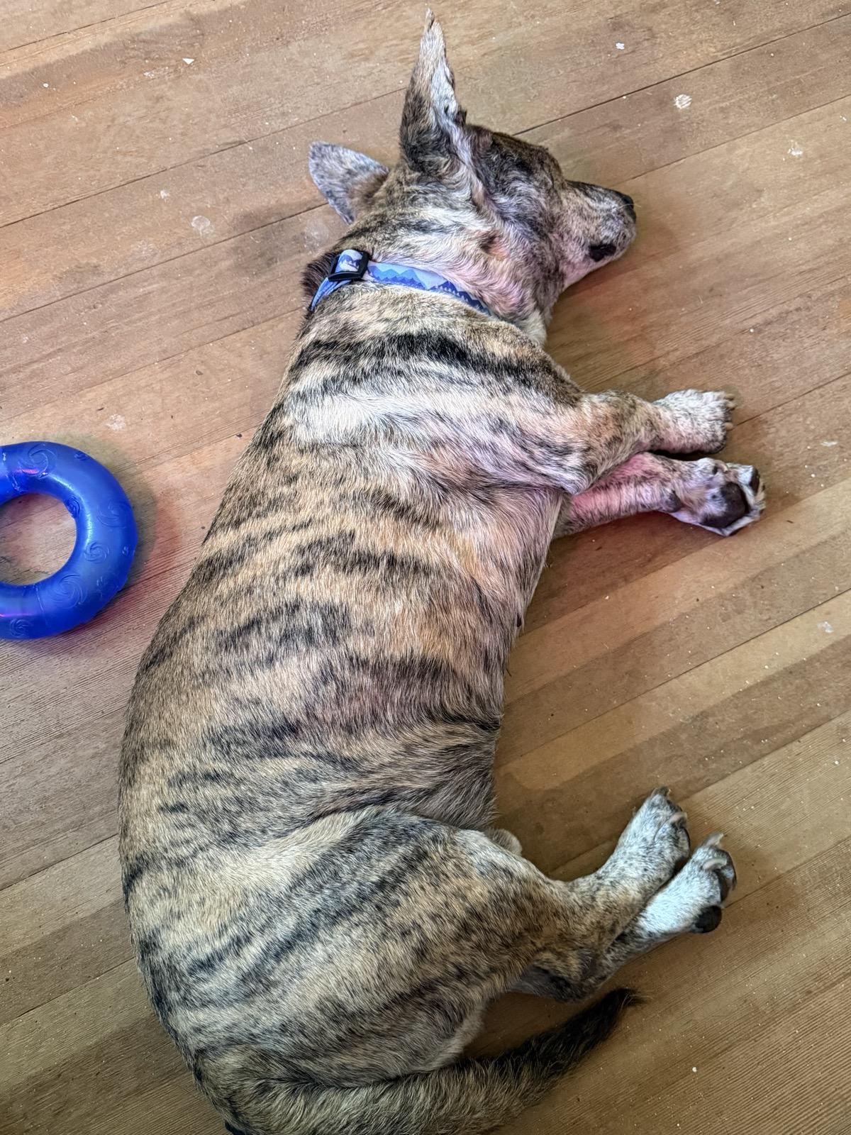 Toast, a ADOPTABLE mixed breed in Santa Rosa, CA image 6/6