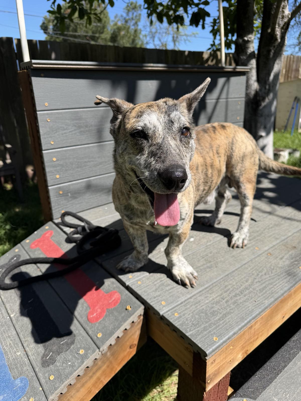 Toast, a ADOPTABLE mixed breed in Santa Rosa, CA image 1/6