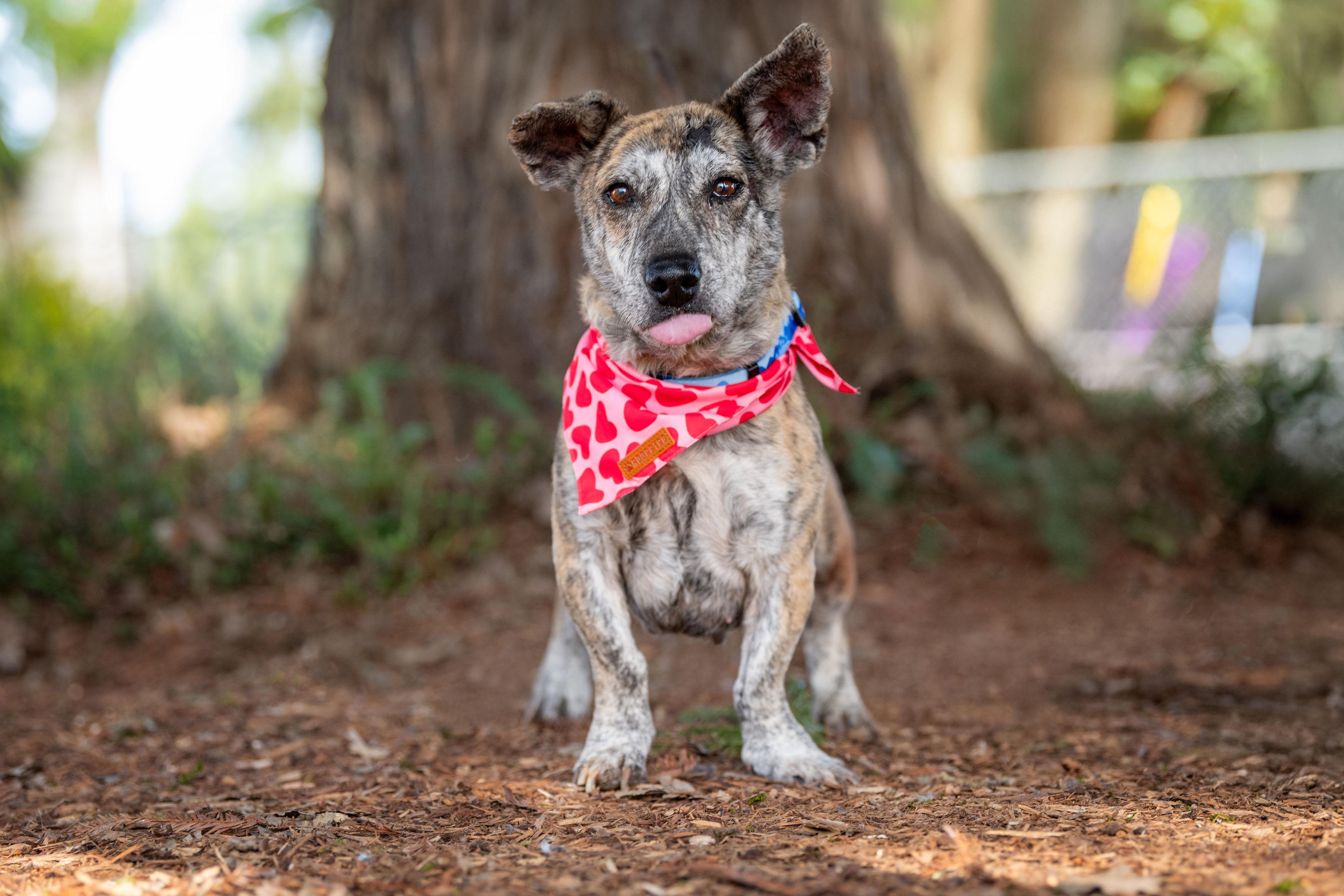 Toast, a ADOPTABLE mixed breed in Santa Rosa, CA image 2/6