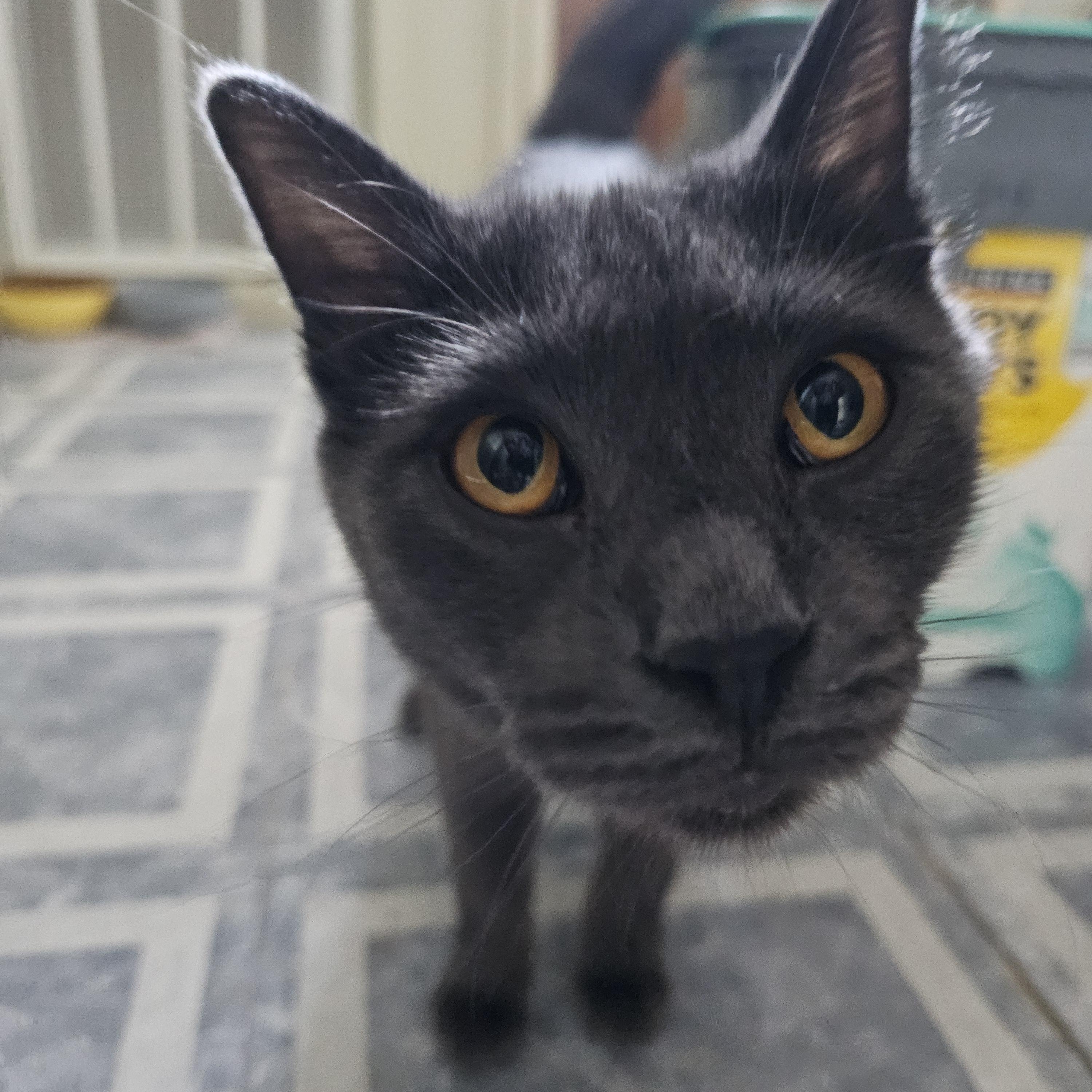 Kandi, ADOPTABLE, Young Female Russian Blue.