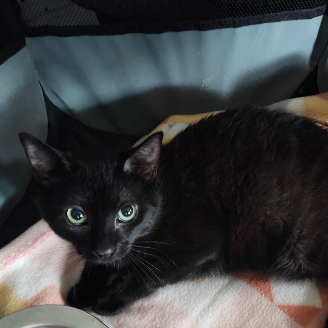 LIL MAN, a Adoptable mixed breed in Staten Island, NY image 1/3