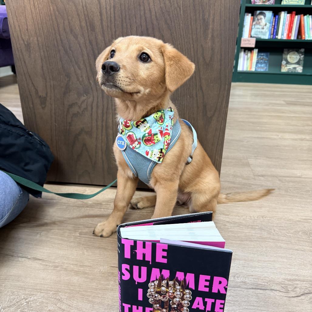 Enlarge Georgia Joy, a ADOPTABLE mixed breed in Chicago, IL image 1/3