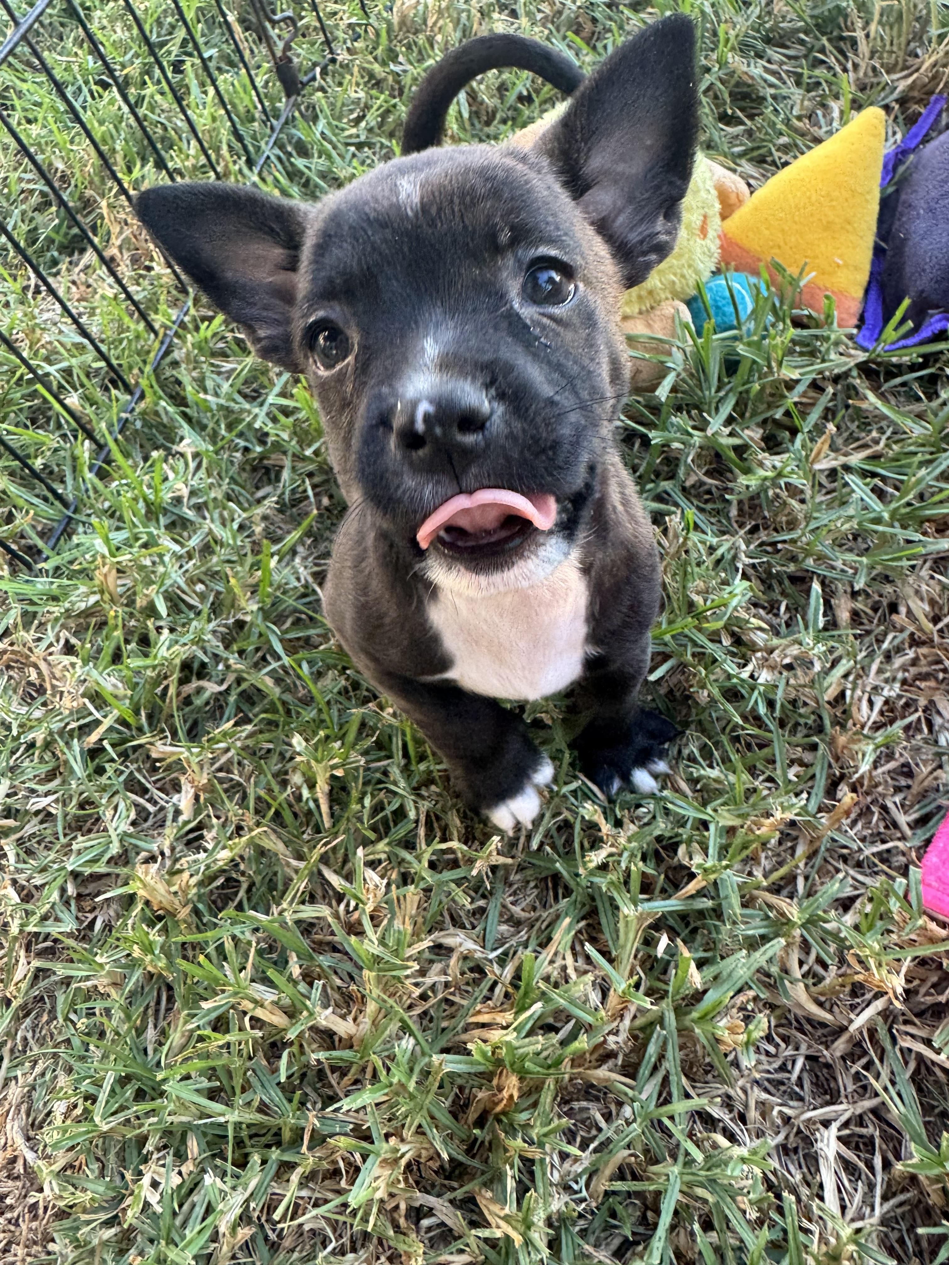 Karhu (Milestone litter)