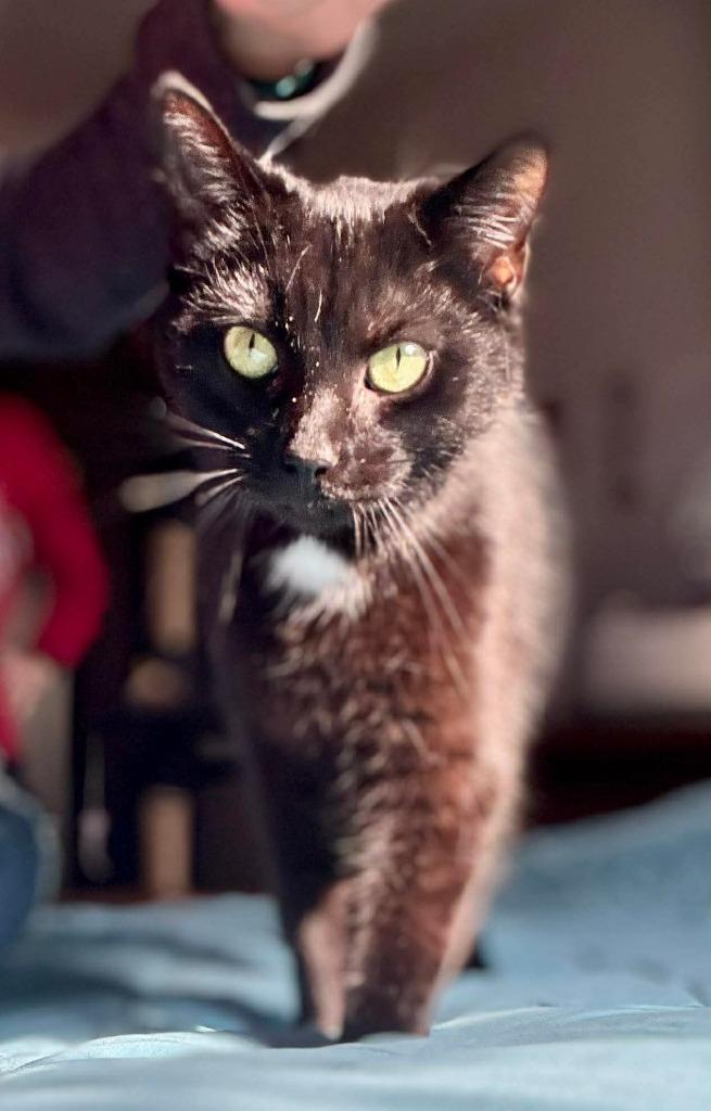 Enlarge Spot, a Adoptable mixed breed in Kettering, OH image 1/3