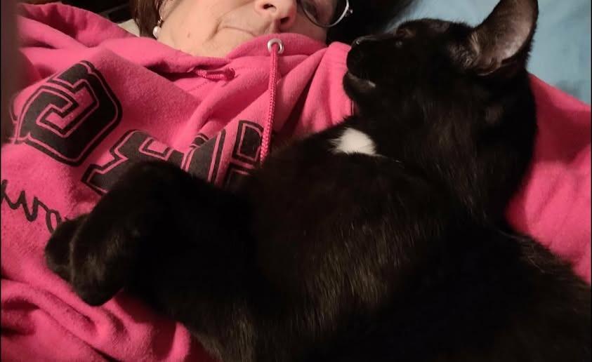 Enlarge Spot, a Adoptable mixed breed in Kettering, OH image 2/3