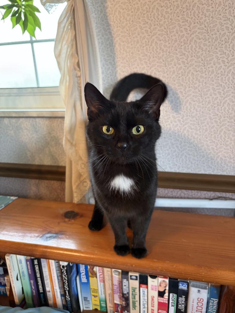 Enlarge Spot, a Adoptable mixed breed in Kettering, OH image 3/3