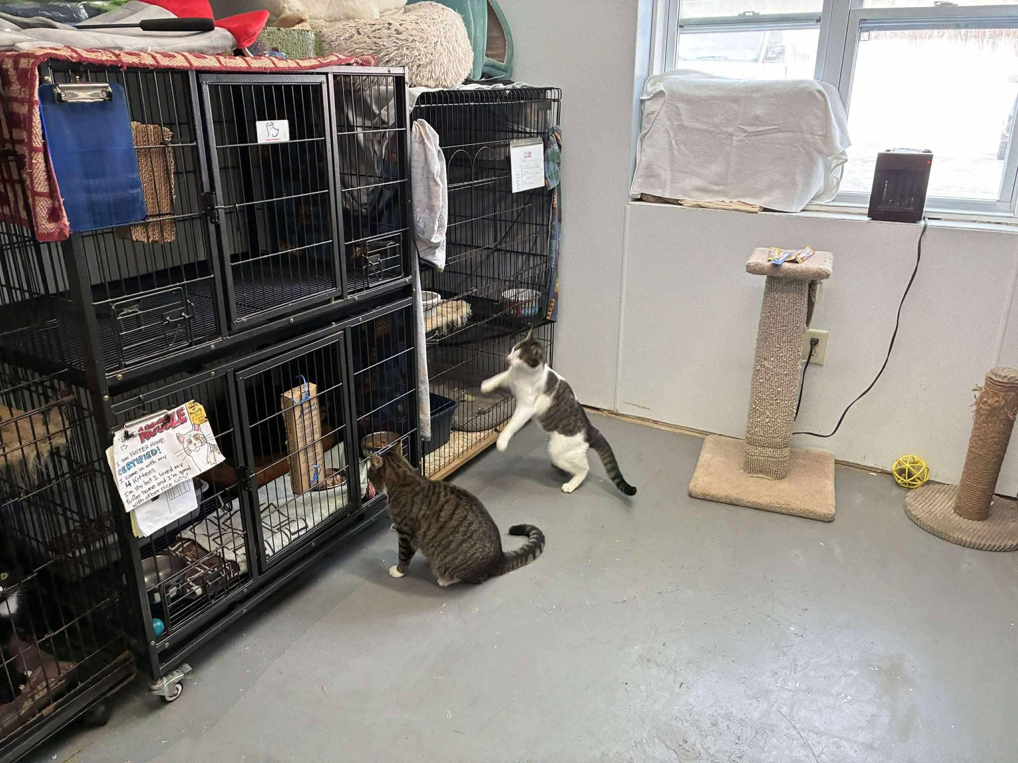 Enlarge Turks & Caicos (can be seperated), an adopted Domestic Short Hair in Lake Hopatcong, NJ image 6/6