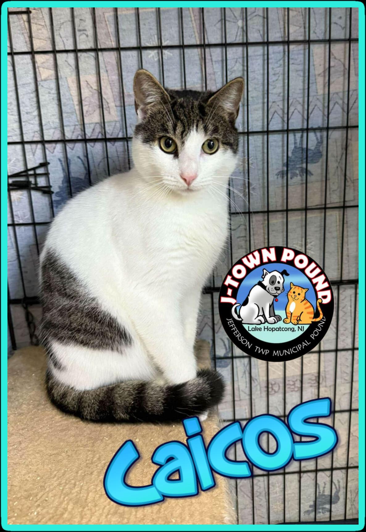 Enlarge Turks & Caicos (can be seperated), an adopted Domestic Short Hair in Lake Hopatcong, NJ image 3/6
