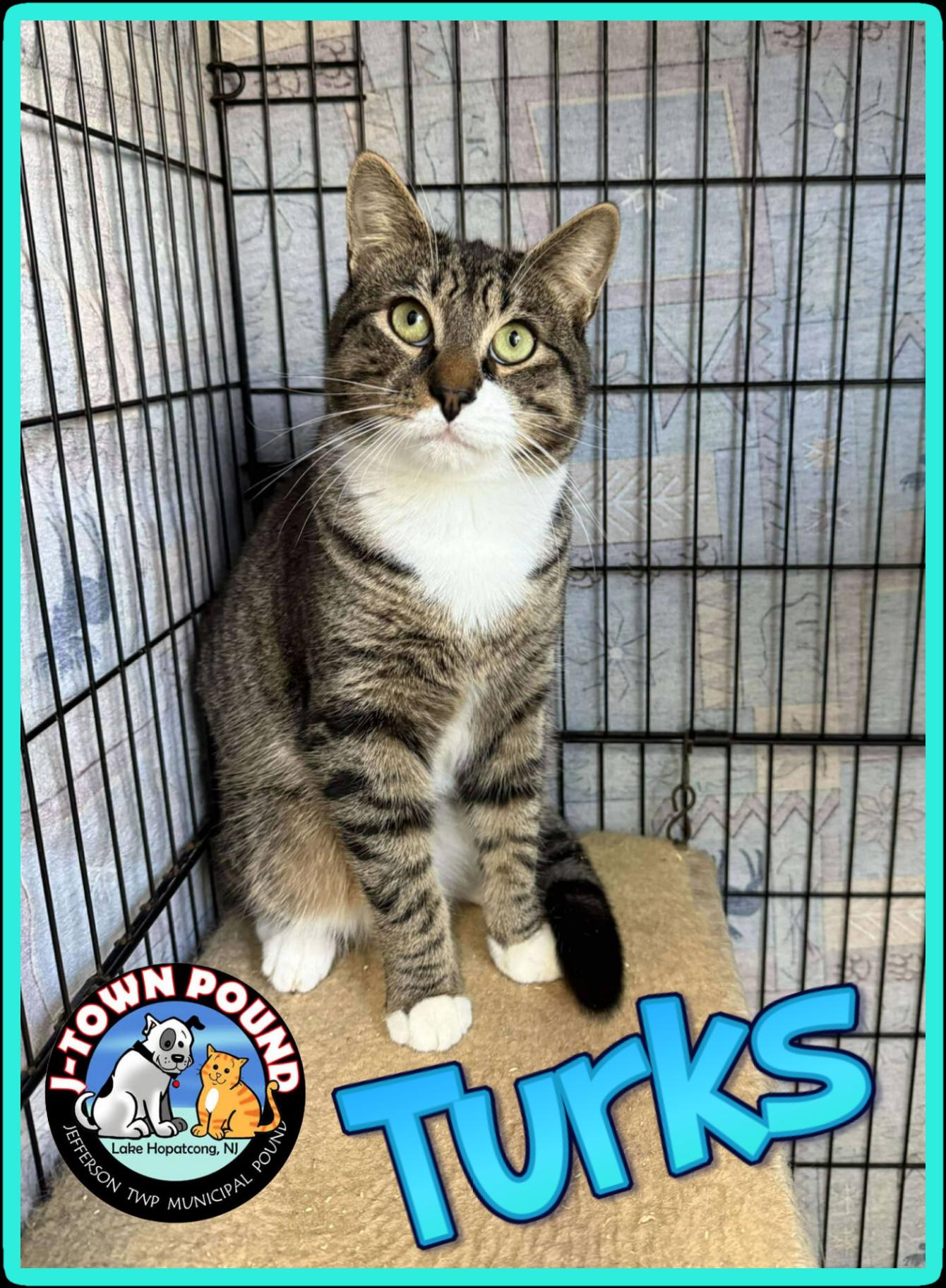 Enlarge Turks & Caicos (can be seperated), an adopted Domestic Short Hair in Lake Hopatcong, NJ image 2/6