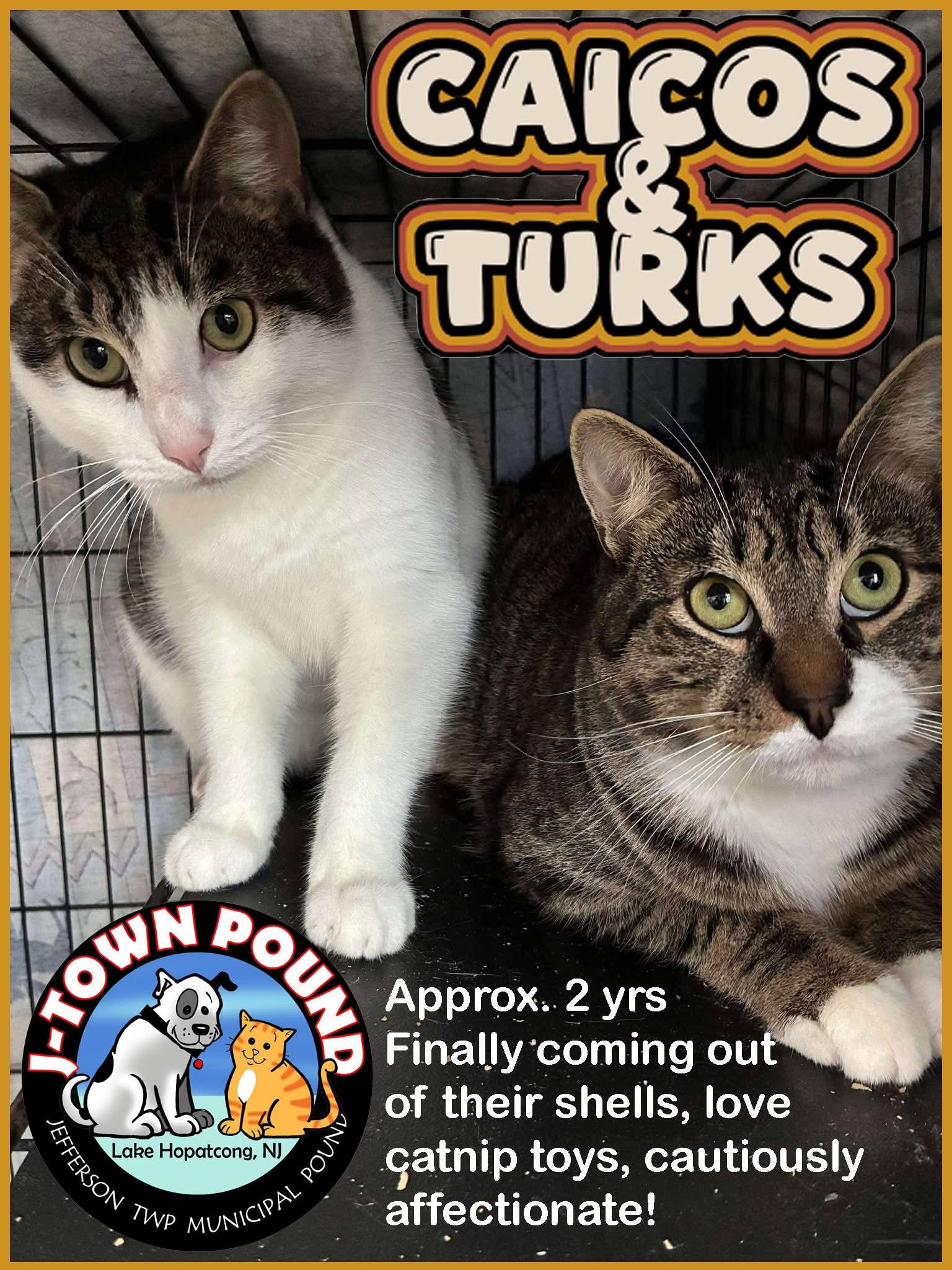 Enlarge Turks & Caicos (can be seperated), an adopted Domestic Short Hair in Lake Hopatcong, NJ image 1/6