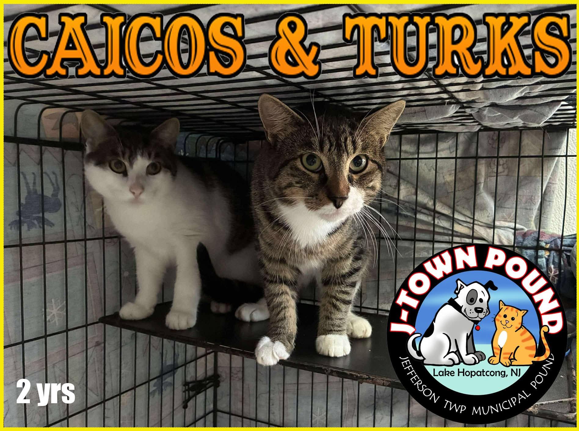 Turks & Caicos, Adoptable, Adult Male Domestic Short Hair.