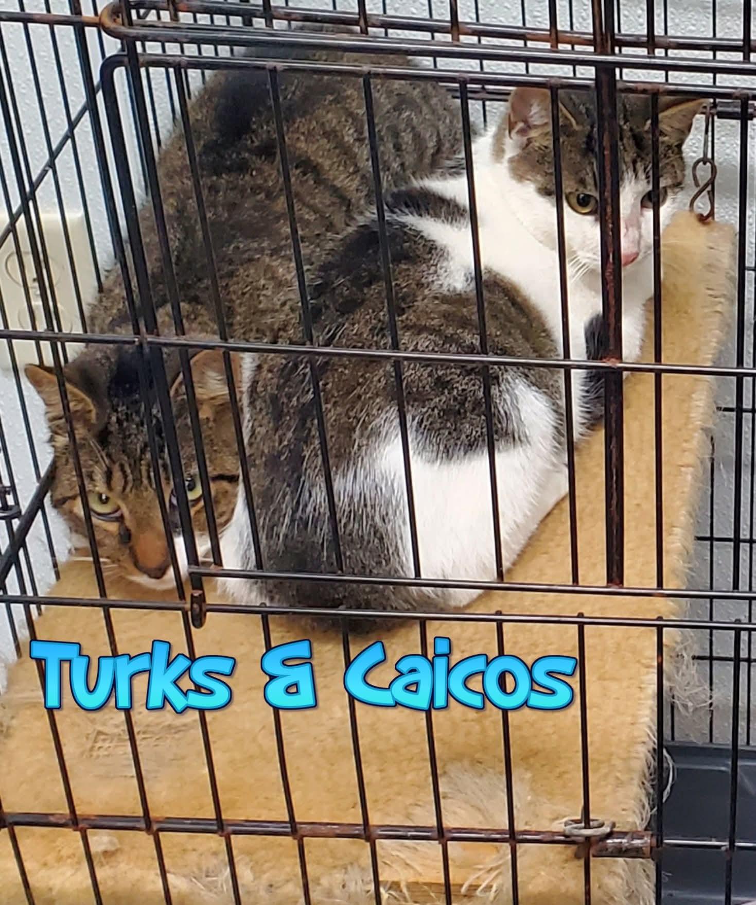 Enlarge Turks & Caicos, a Adoptable Domestic Short Hair in Lake Hopatcong, NJ image 2/4
