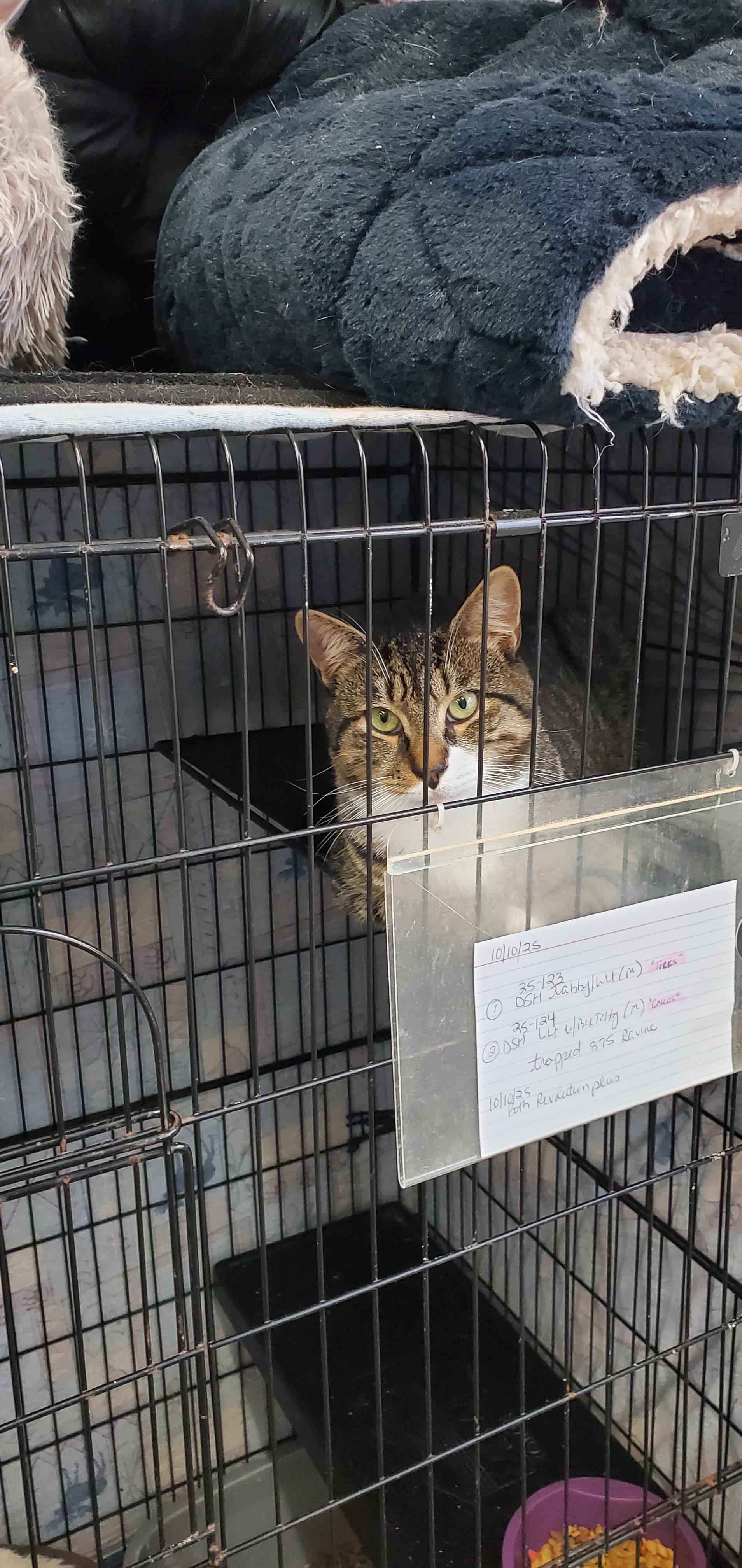 Enlarge Turks & Caicos, a Adoptable Domestic Short Hair in Lake Hopatcong, NJ image 3/4