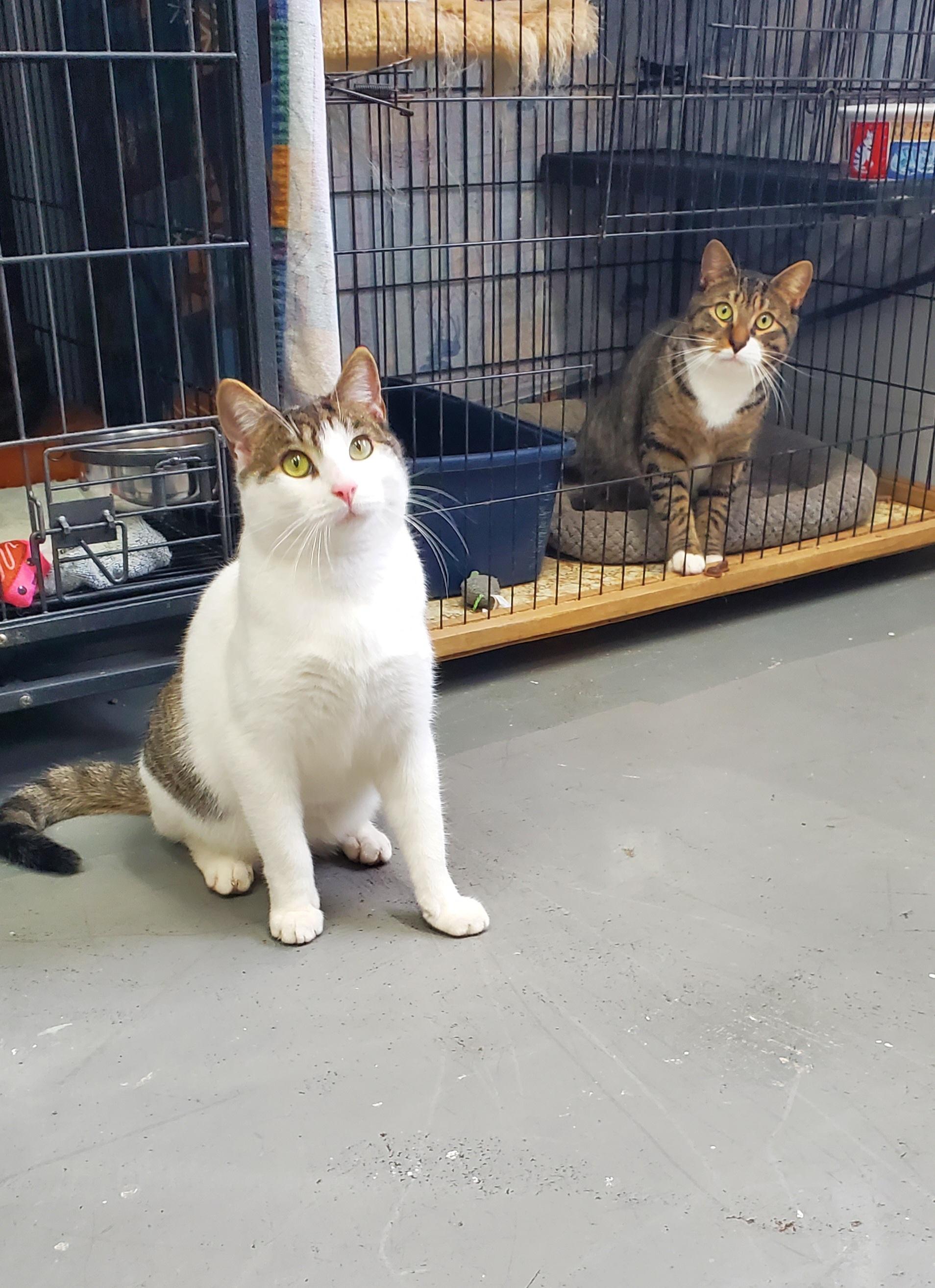 Enlarge Turks & Caicos (can be seperated), an adopted Domestic Short Hair in Lake Hopatcong, NJ image 5/6