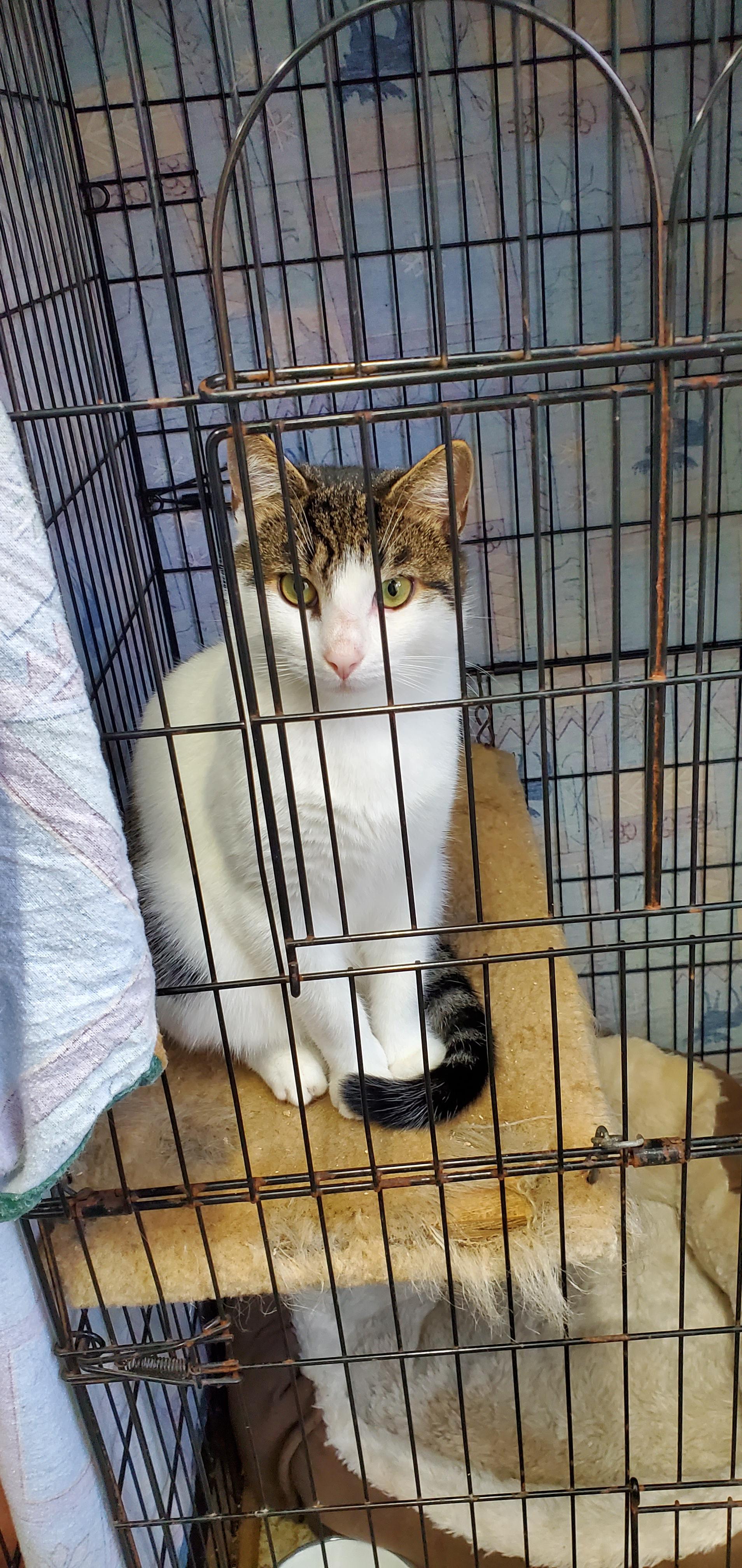 Enlarge Turks & Caicos, a Adoptable Domestic Short Hair in Lake Hopatcong, NJ image 4/4